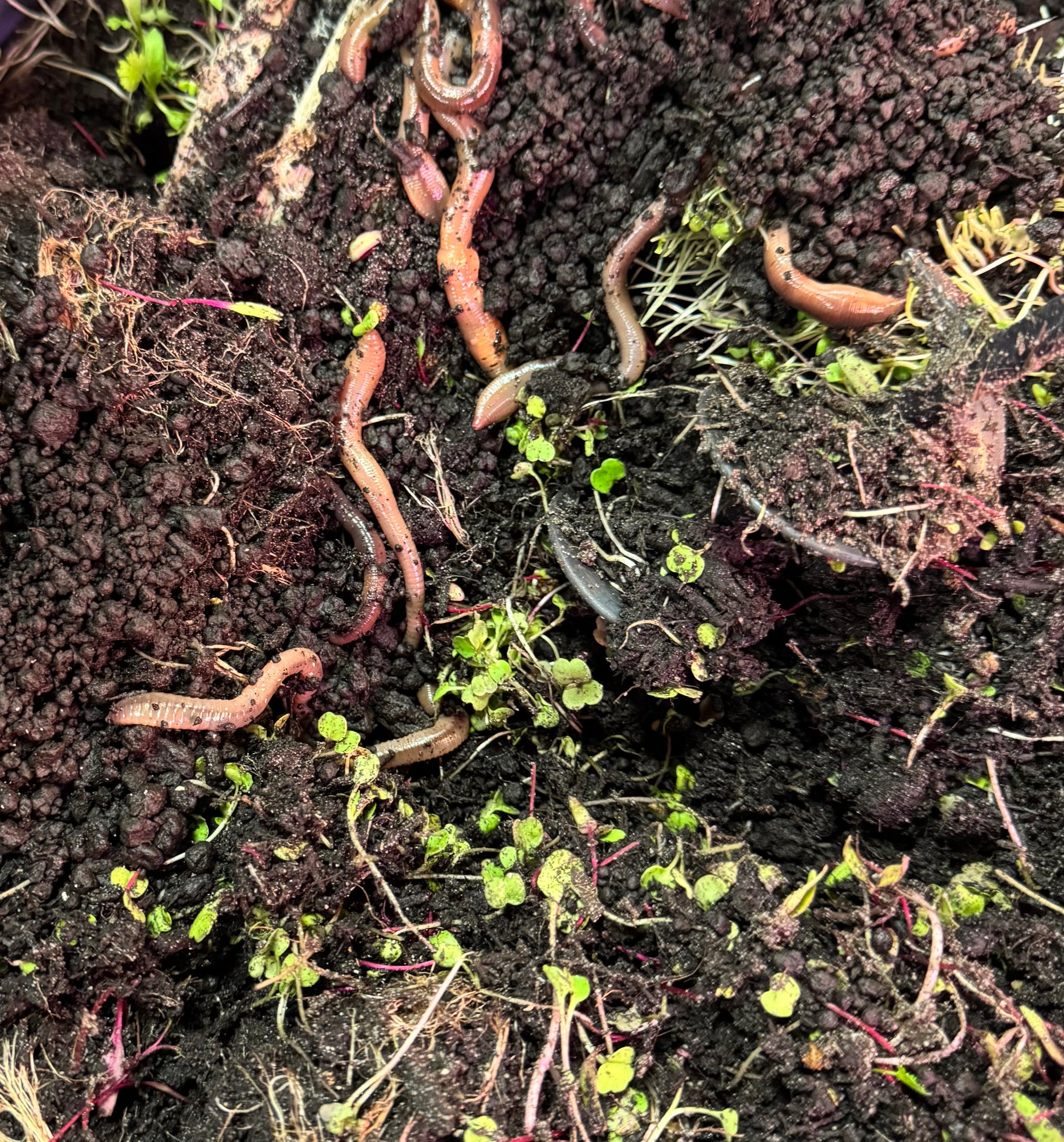 Vermi-Compost