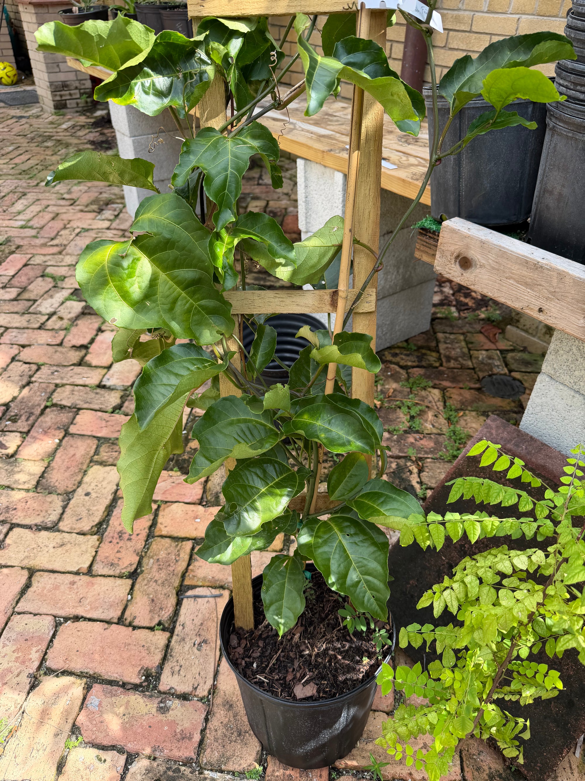 Passion Fruit / Maracuya Plant