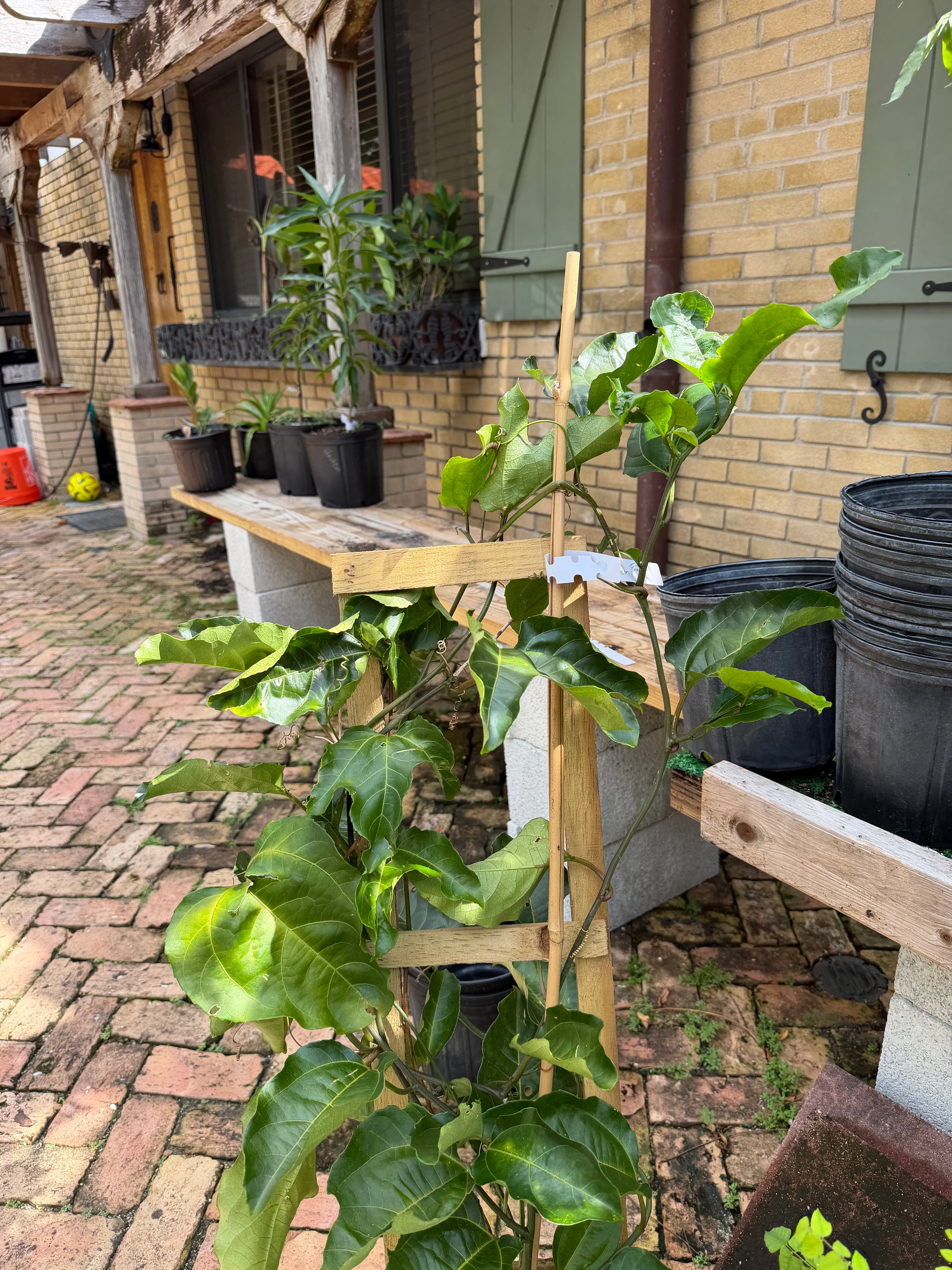 Passion Fruit / Maracuya Plant