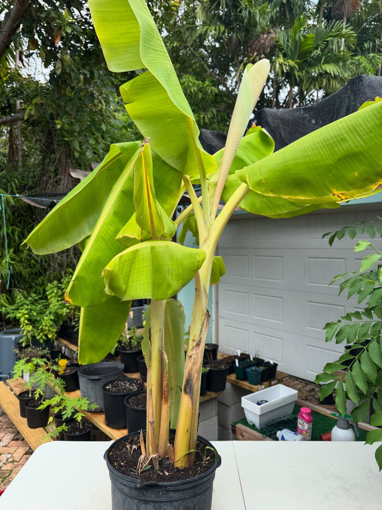 Plantain Plant (Platano Macho)