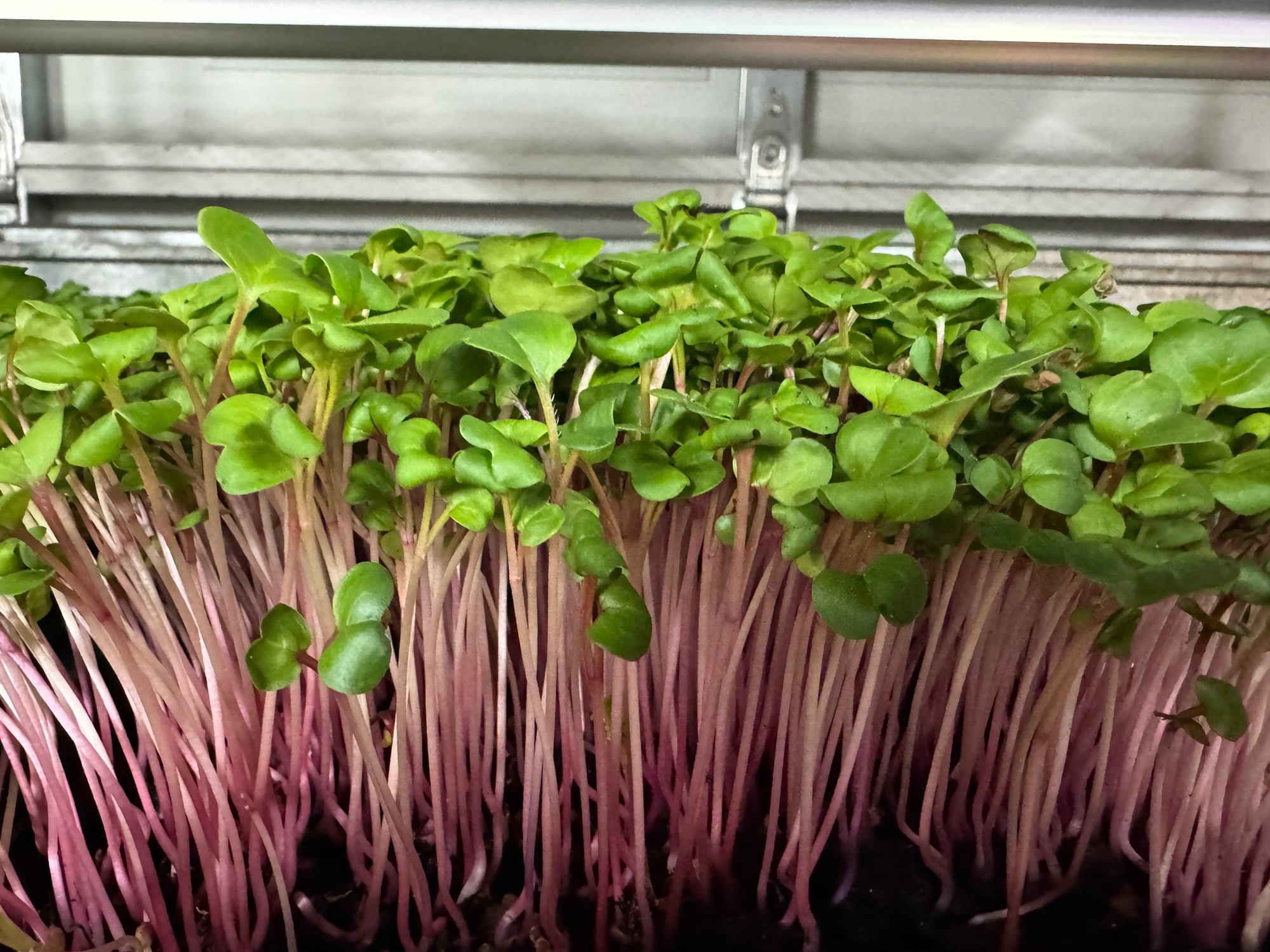 Radish Microgreens