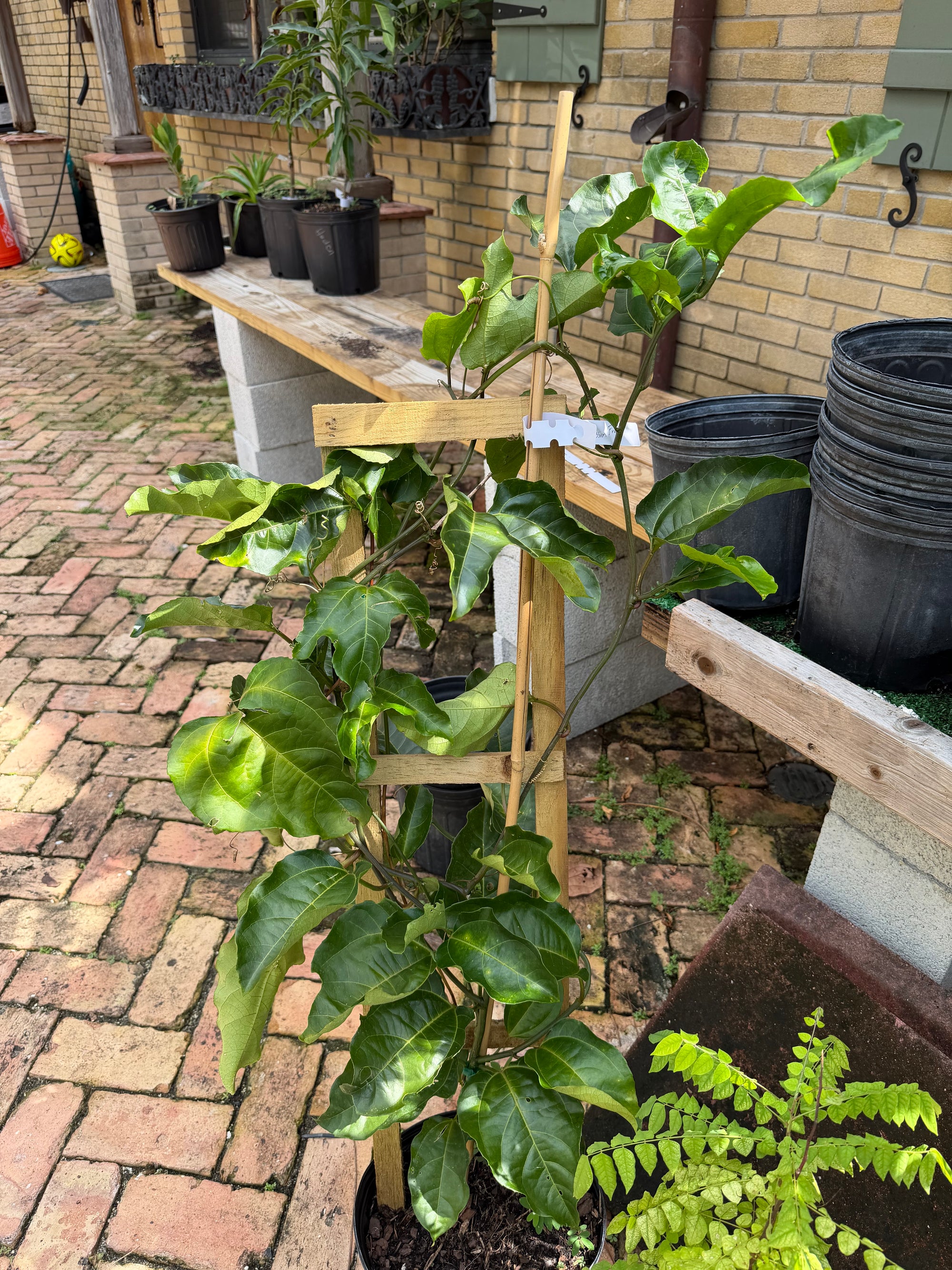 Passion Fruit / Maracuya Plant