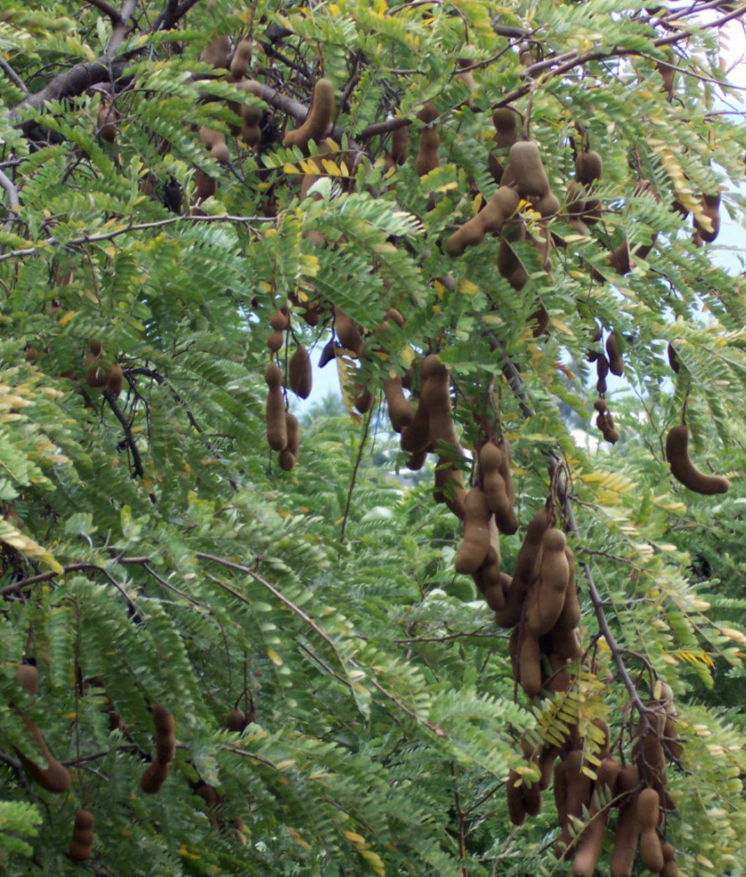Sweet Tamarind Tree