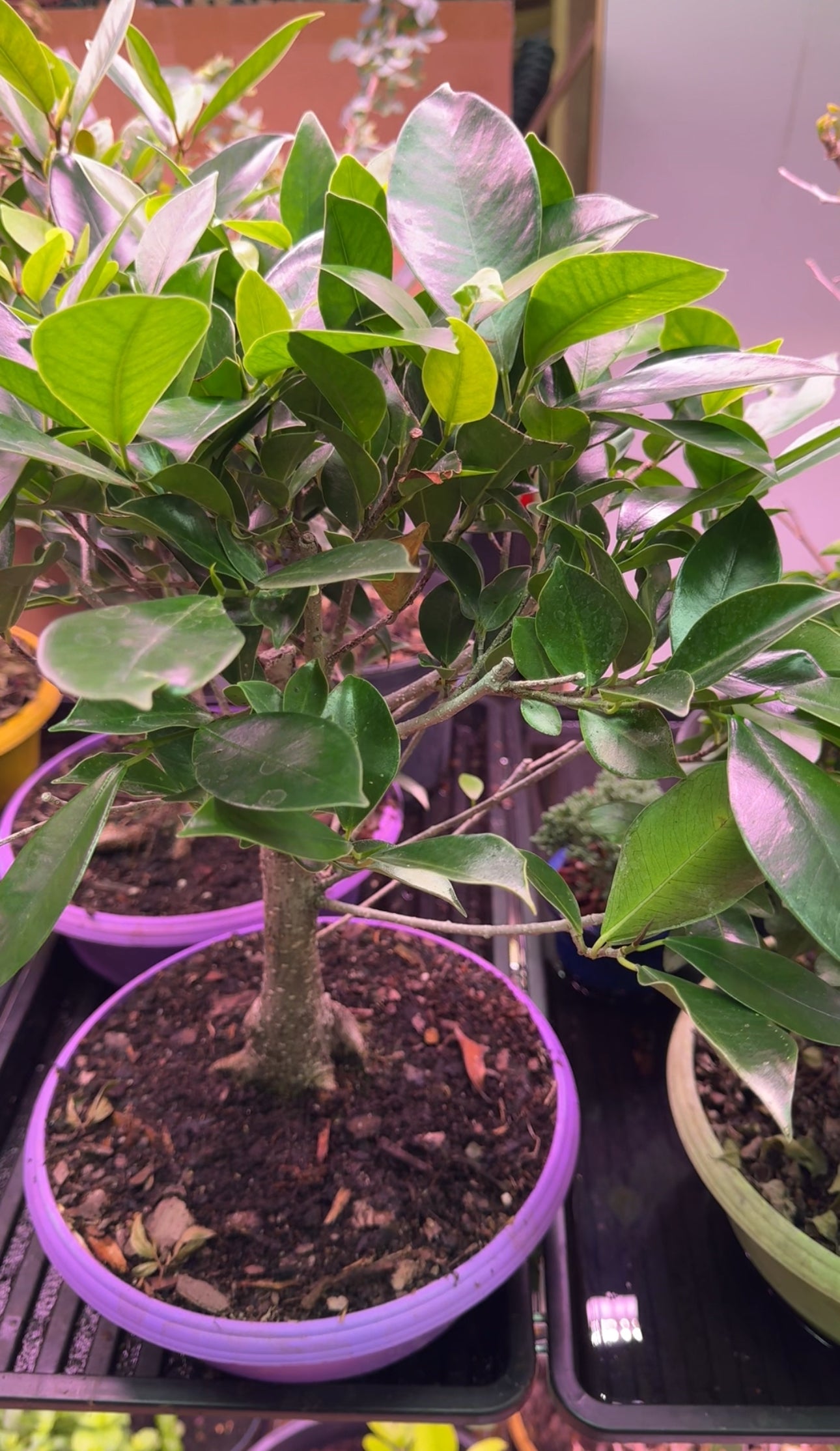 Laurel Bonsai Tree