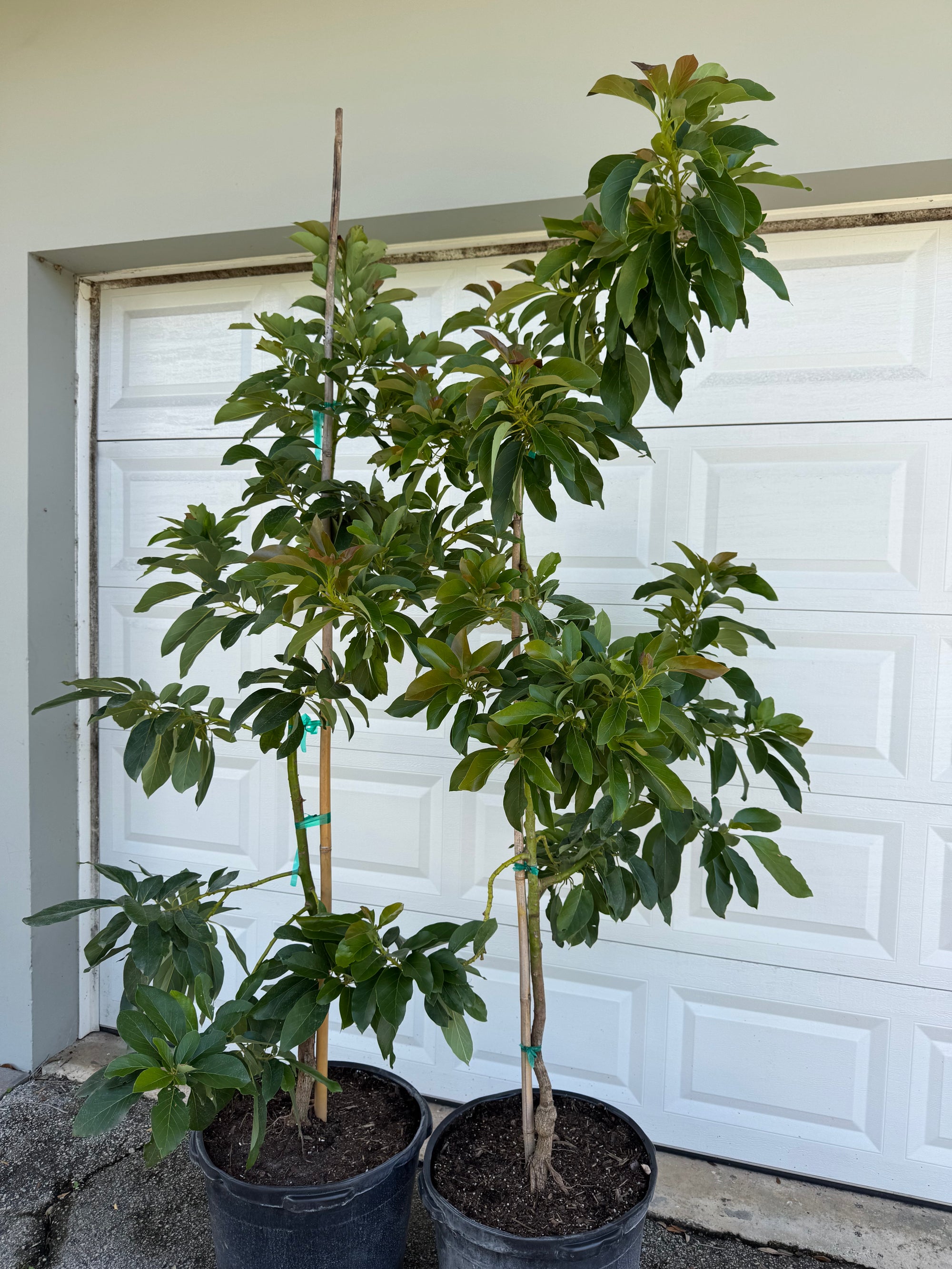 Food Forest Package (Full Service)