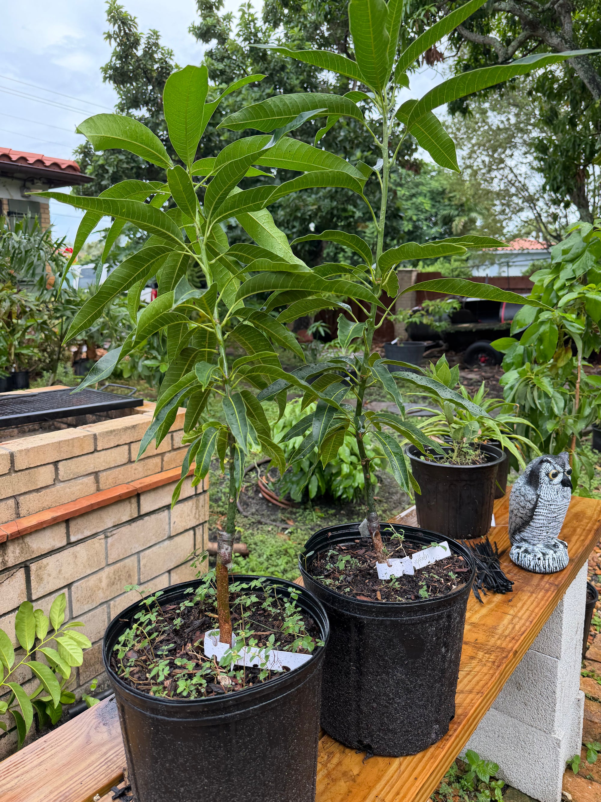 Haden Mango Grafted