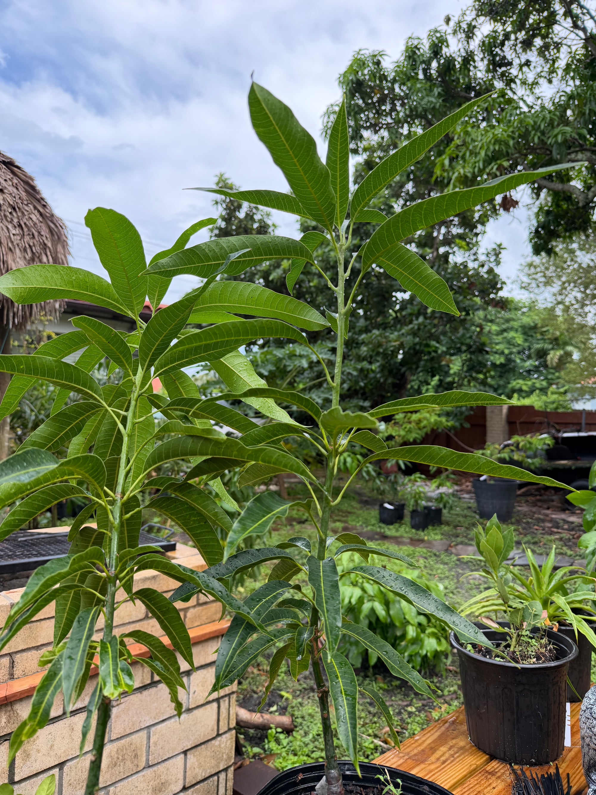 Haden Mango Grafted