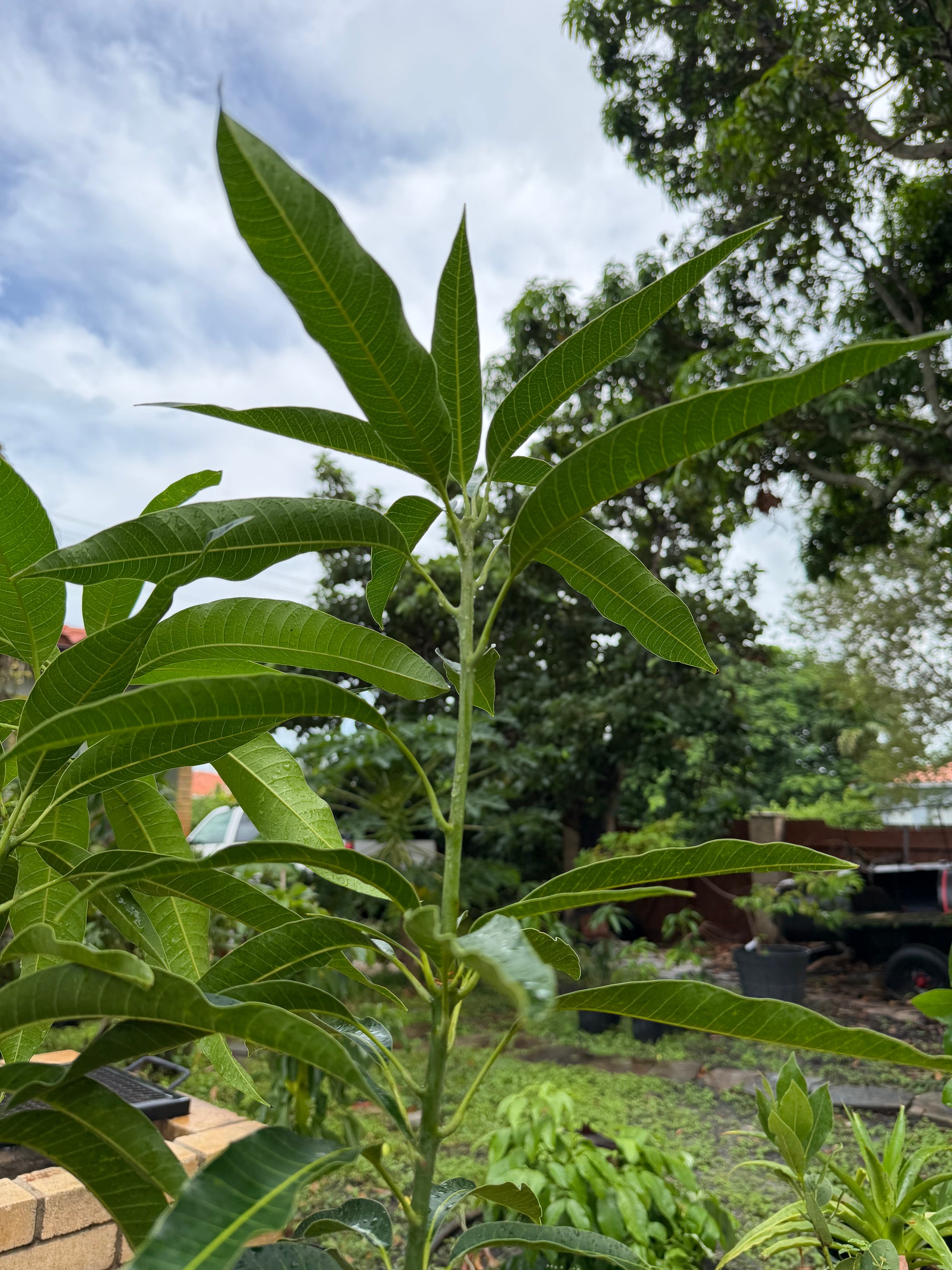 Haden Mango Grafted