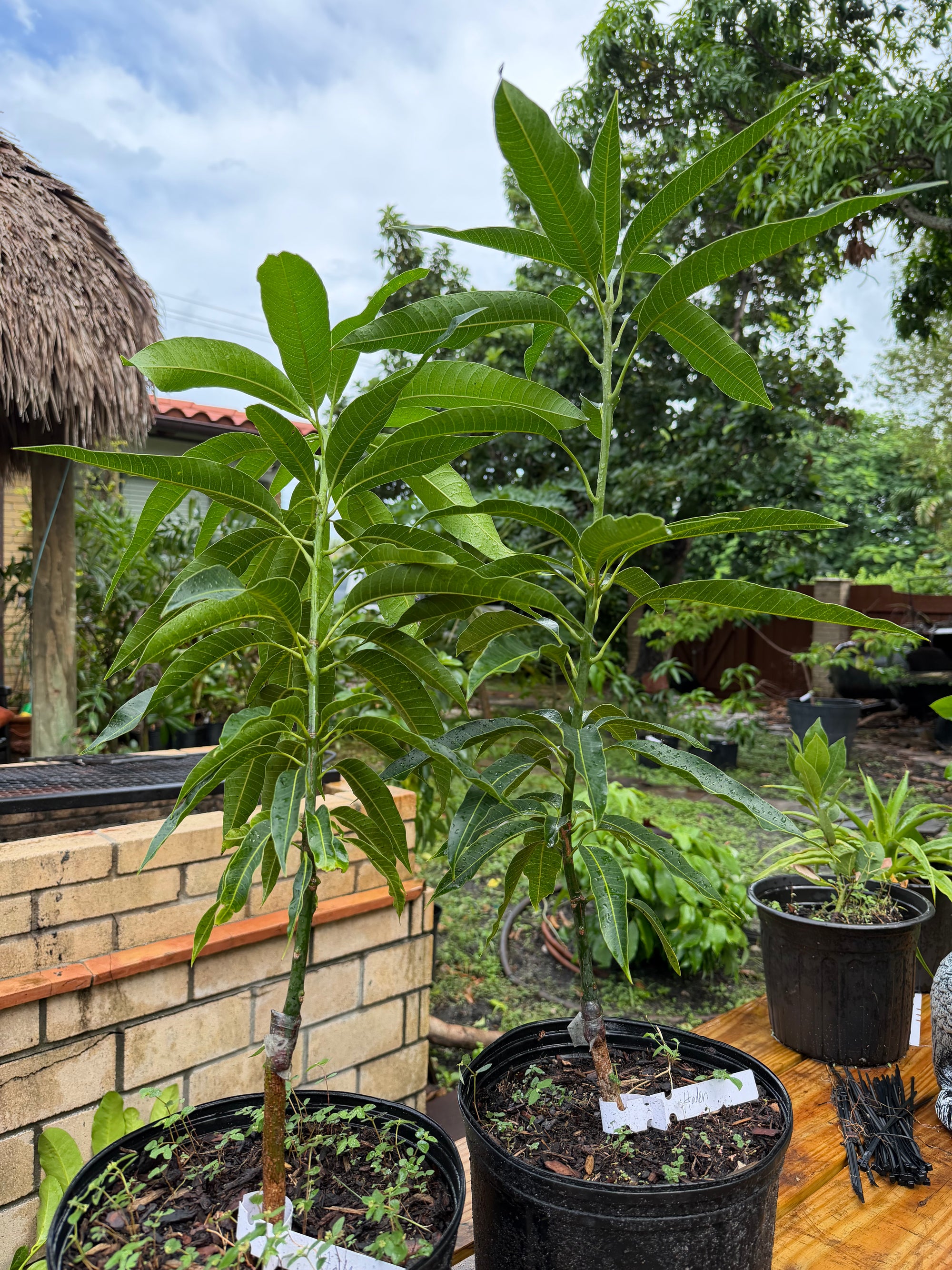 Haden Mango Grafted