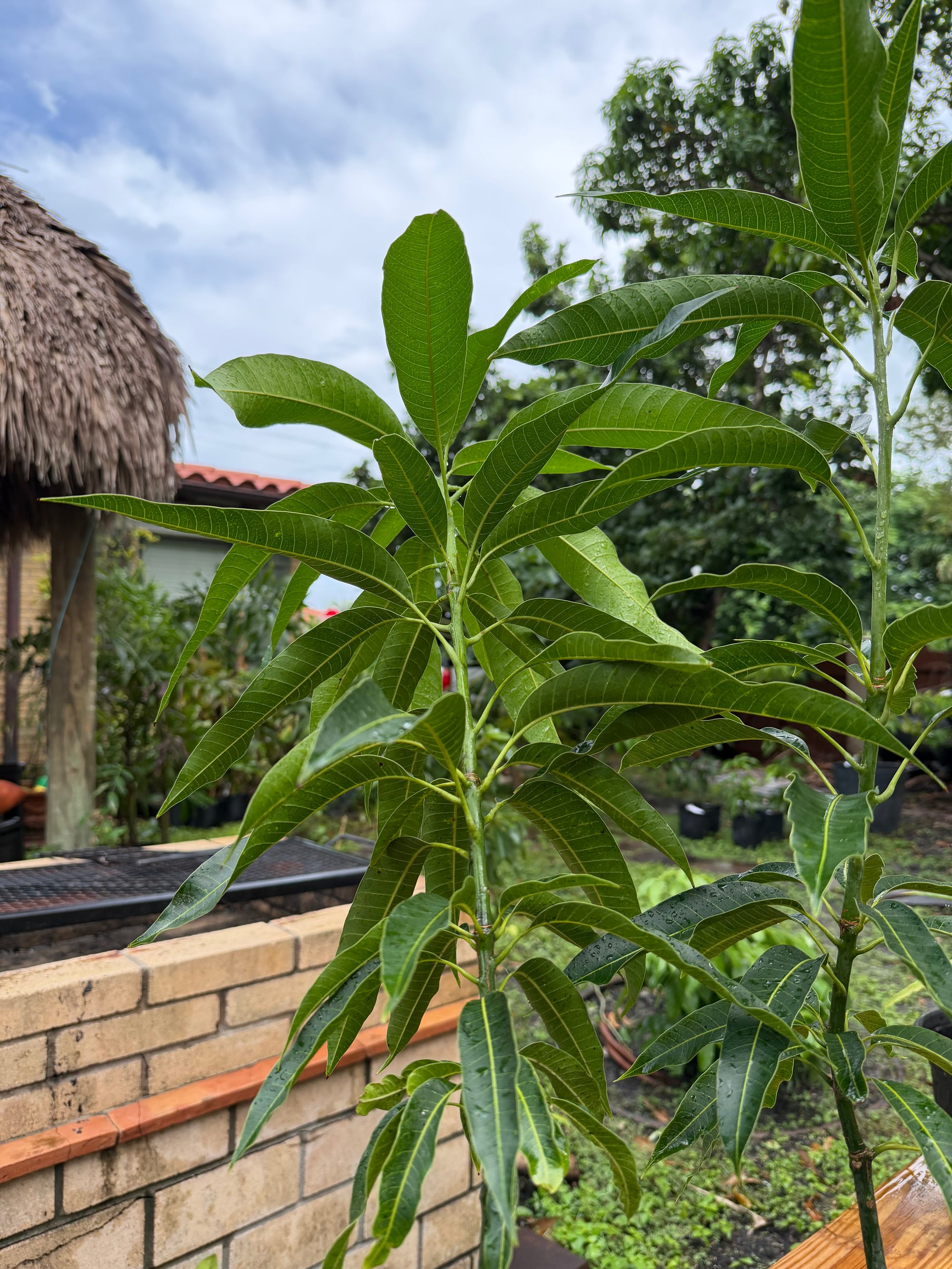 Haden Mango Grafted