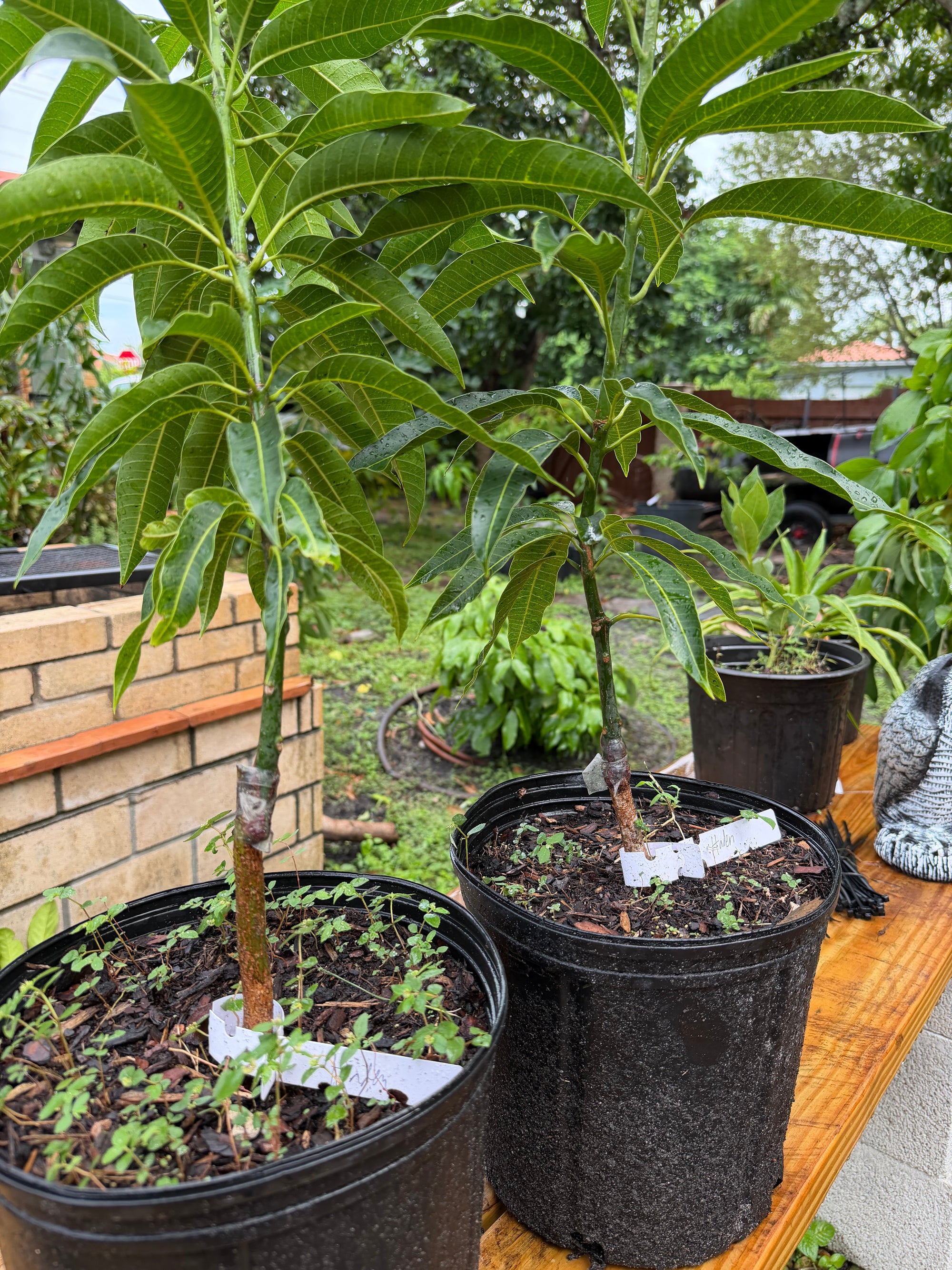 Haden Mango Grafted