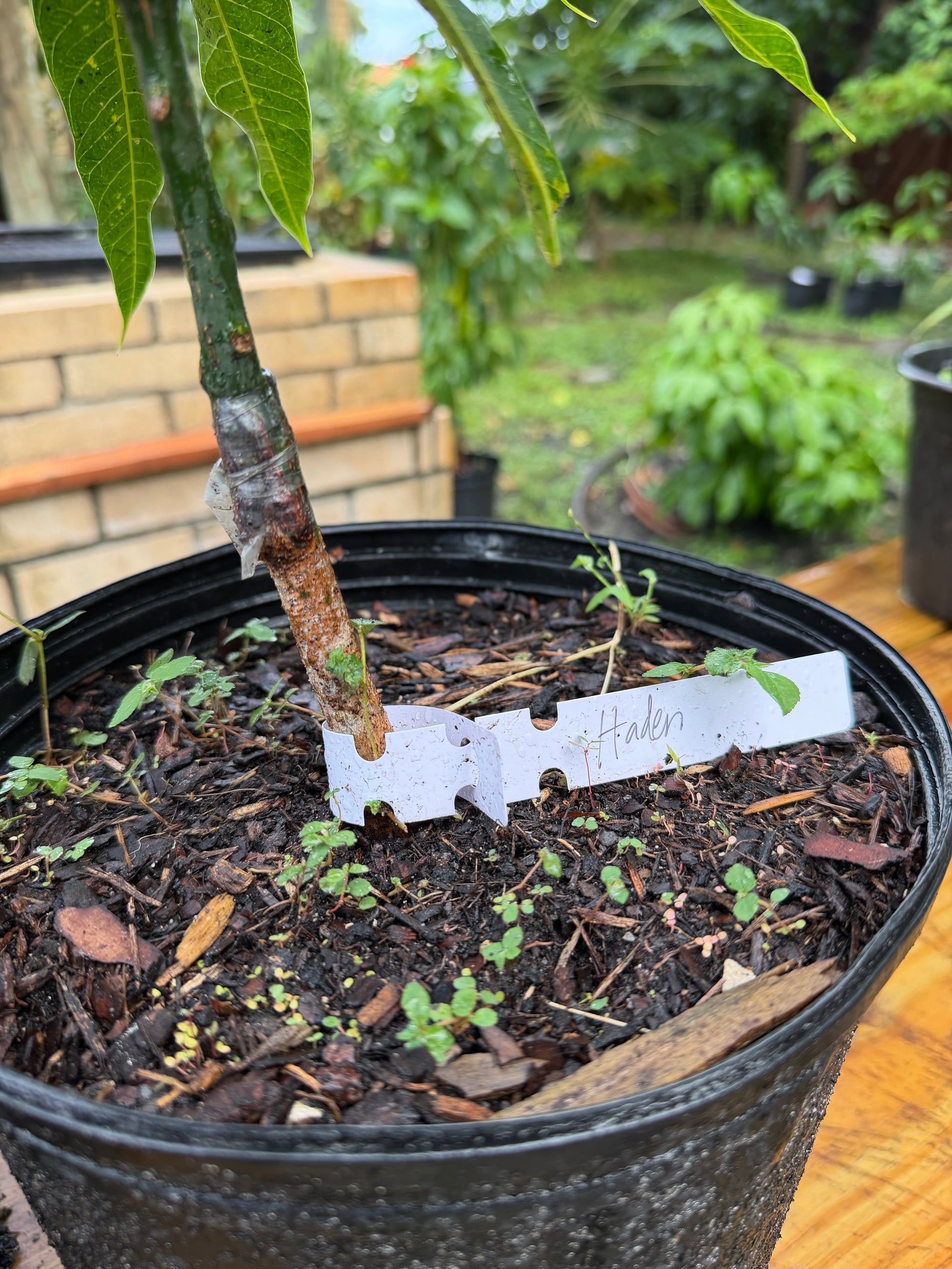 Haden Mango Grafted