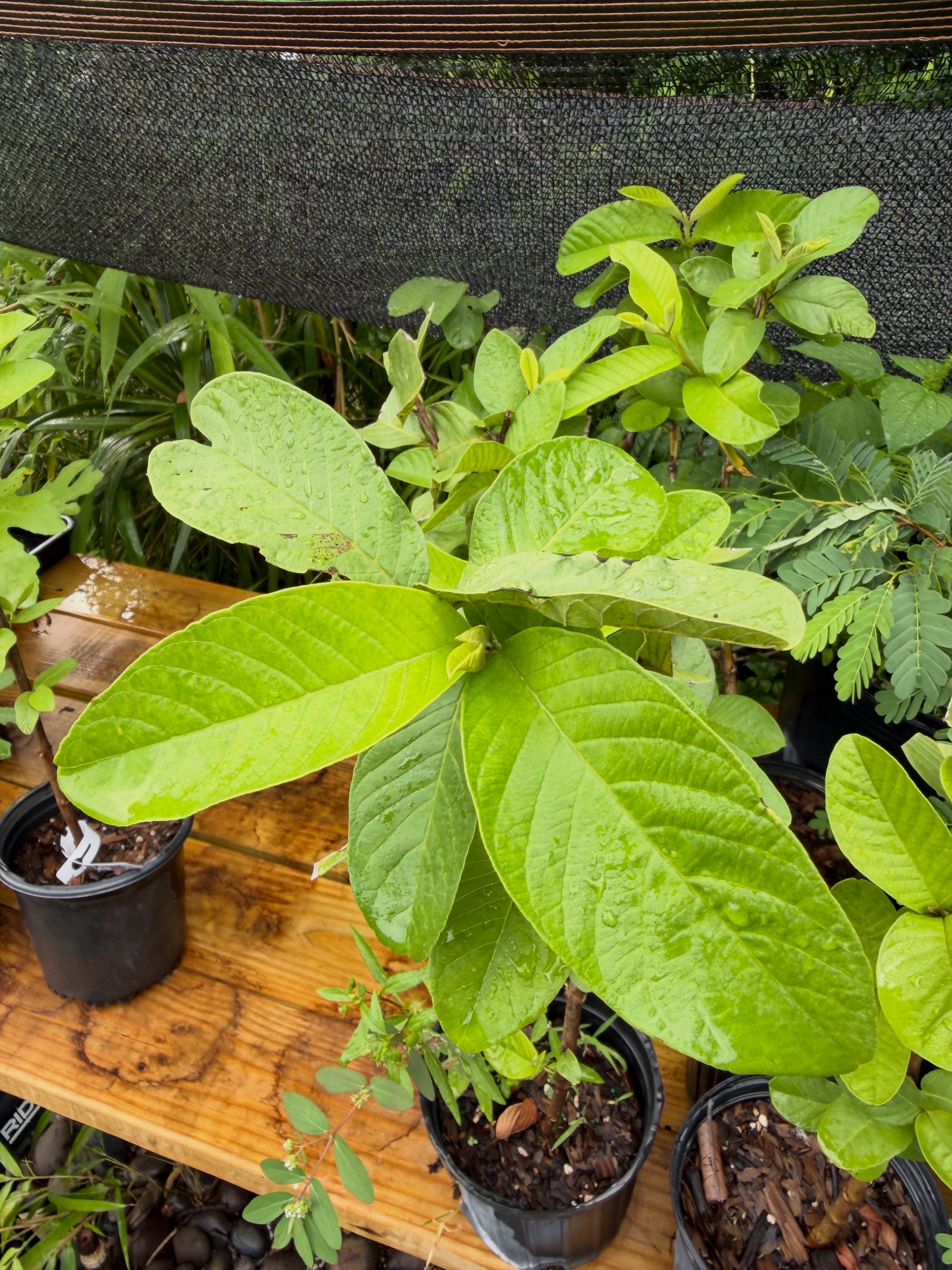 Food Forest Package (Full Service)