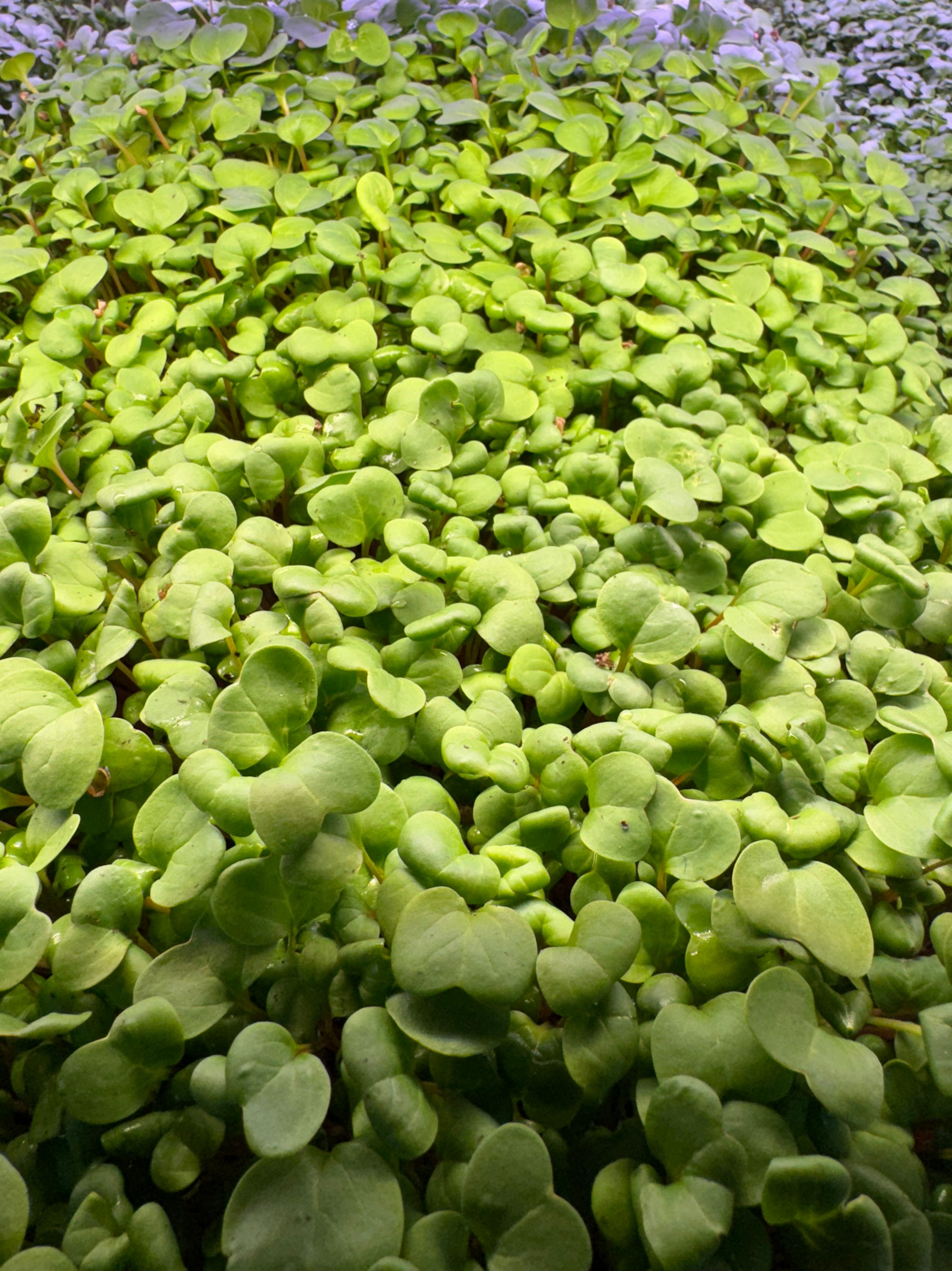 Radish Microgreens