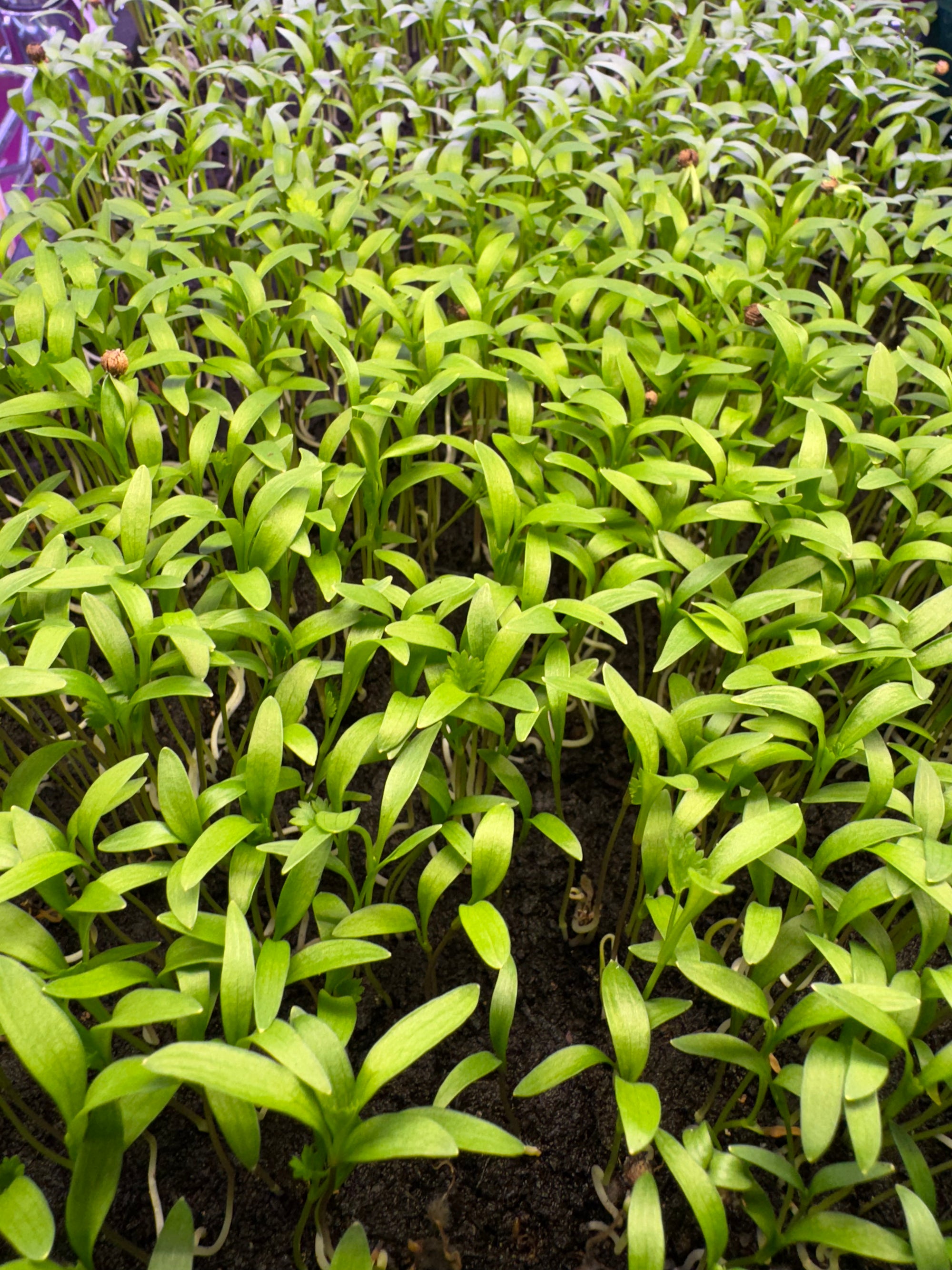 Cilantro Microgreens 1oz