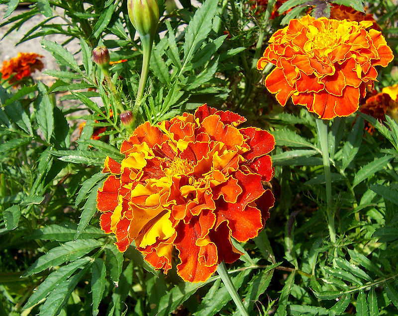 French Marigolds (Live)