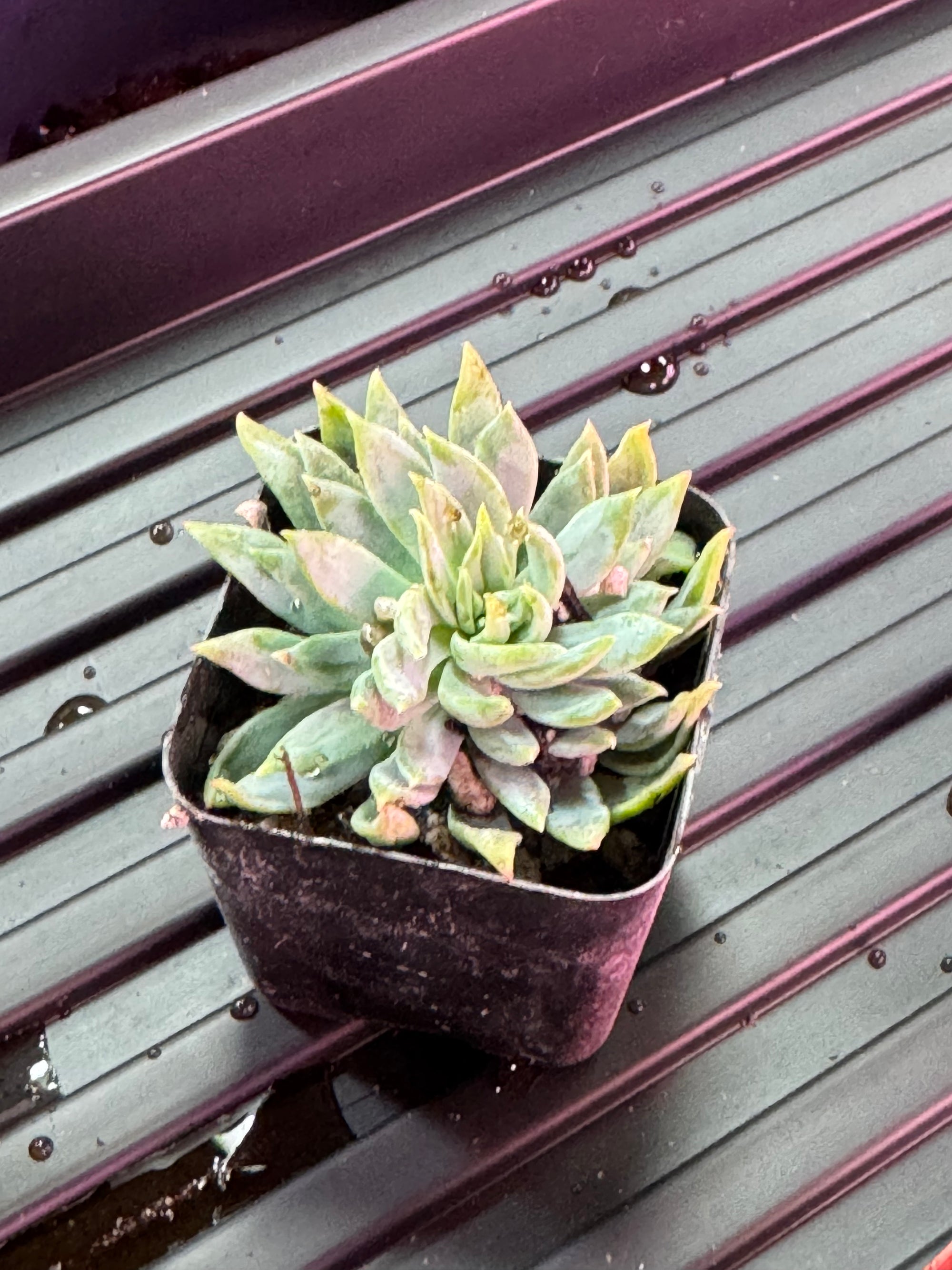 #2 Misc. (2 Inch) Succulent