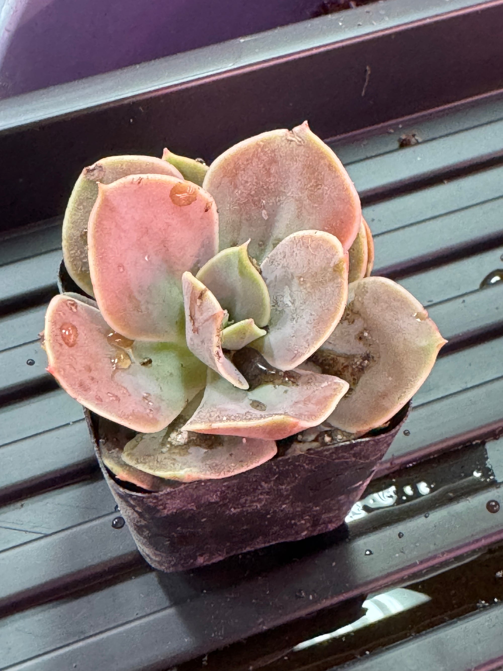 Misc. (2 Inch) Succulent