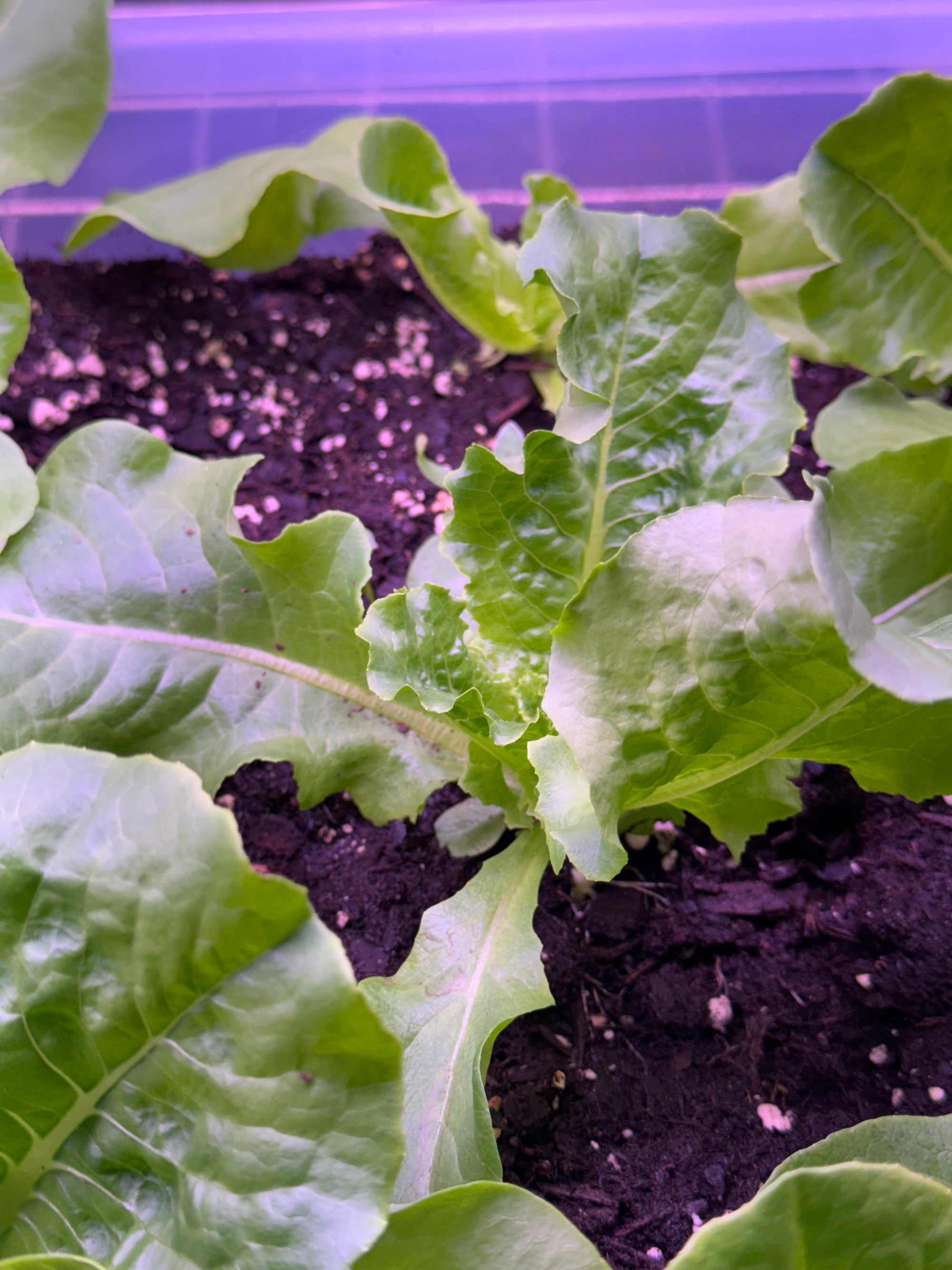 Buttercrunch Lettuce Seedlings