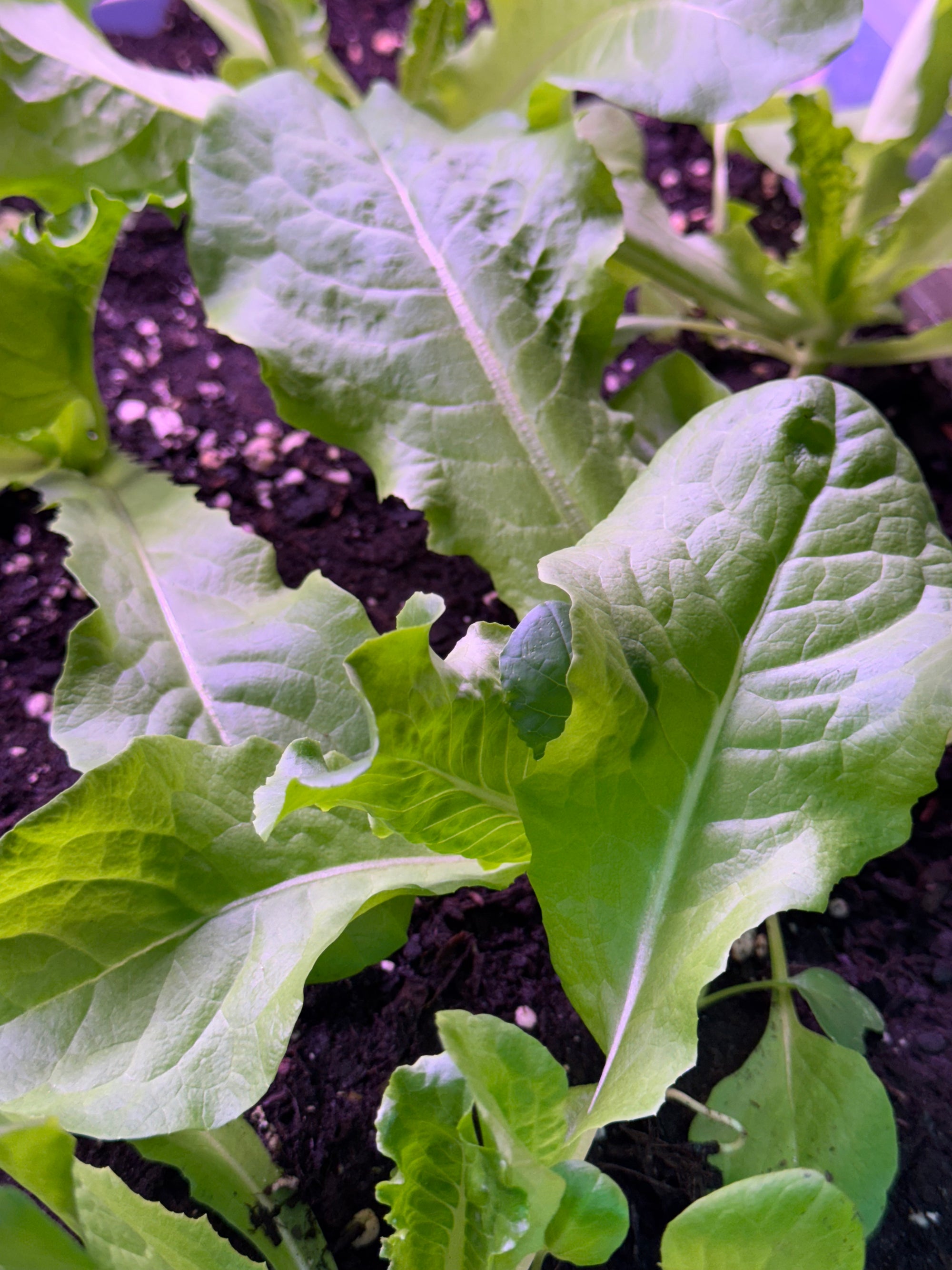 Buttercrunch Lettuce Seedlings
