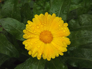 Calendula Plant