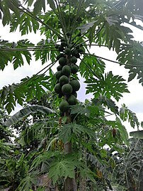 Papaya Plants