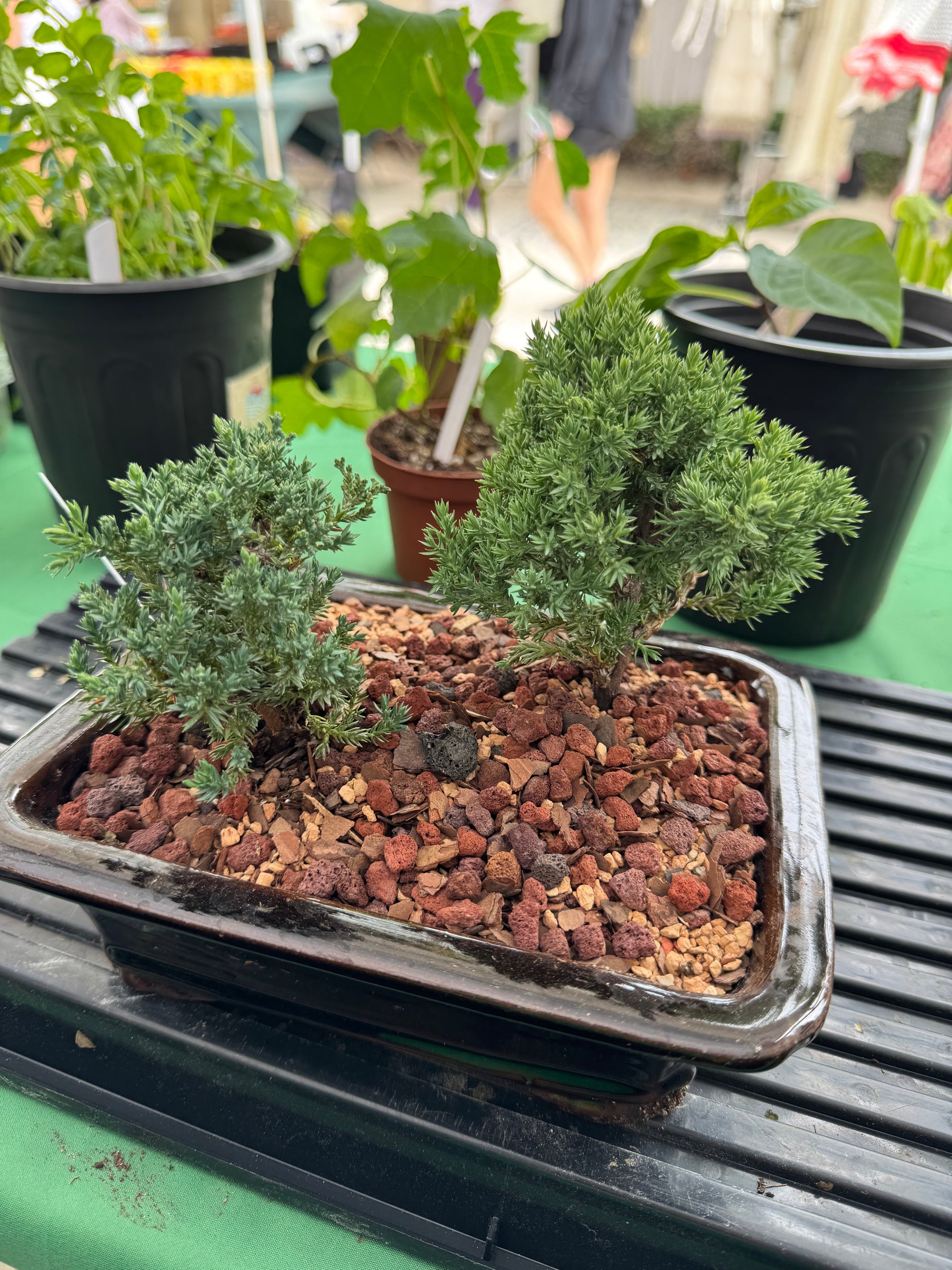 Juniper Bonsai