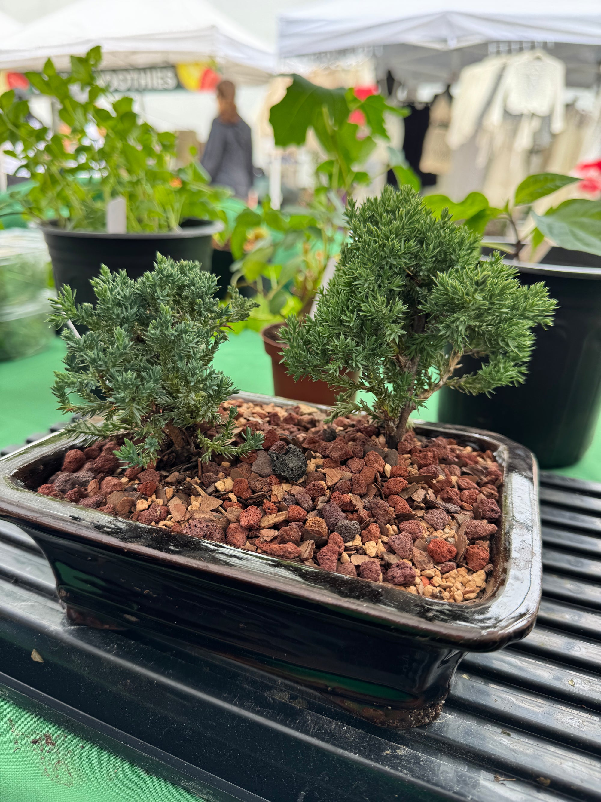 Juniper Bonsai