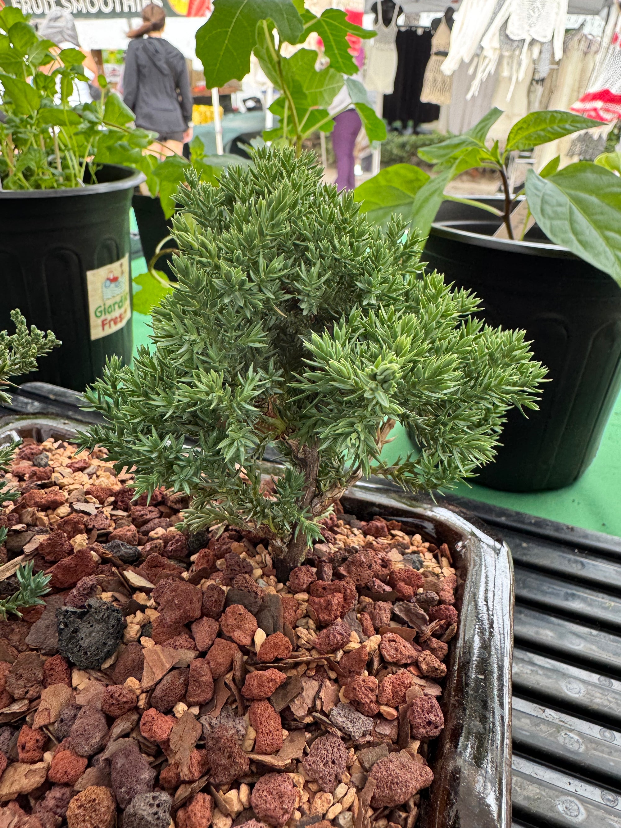 Juniper Bonsai
