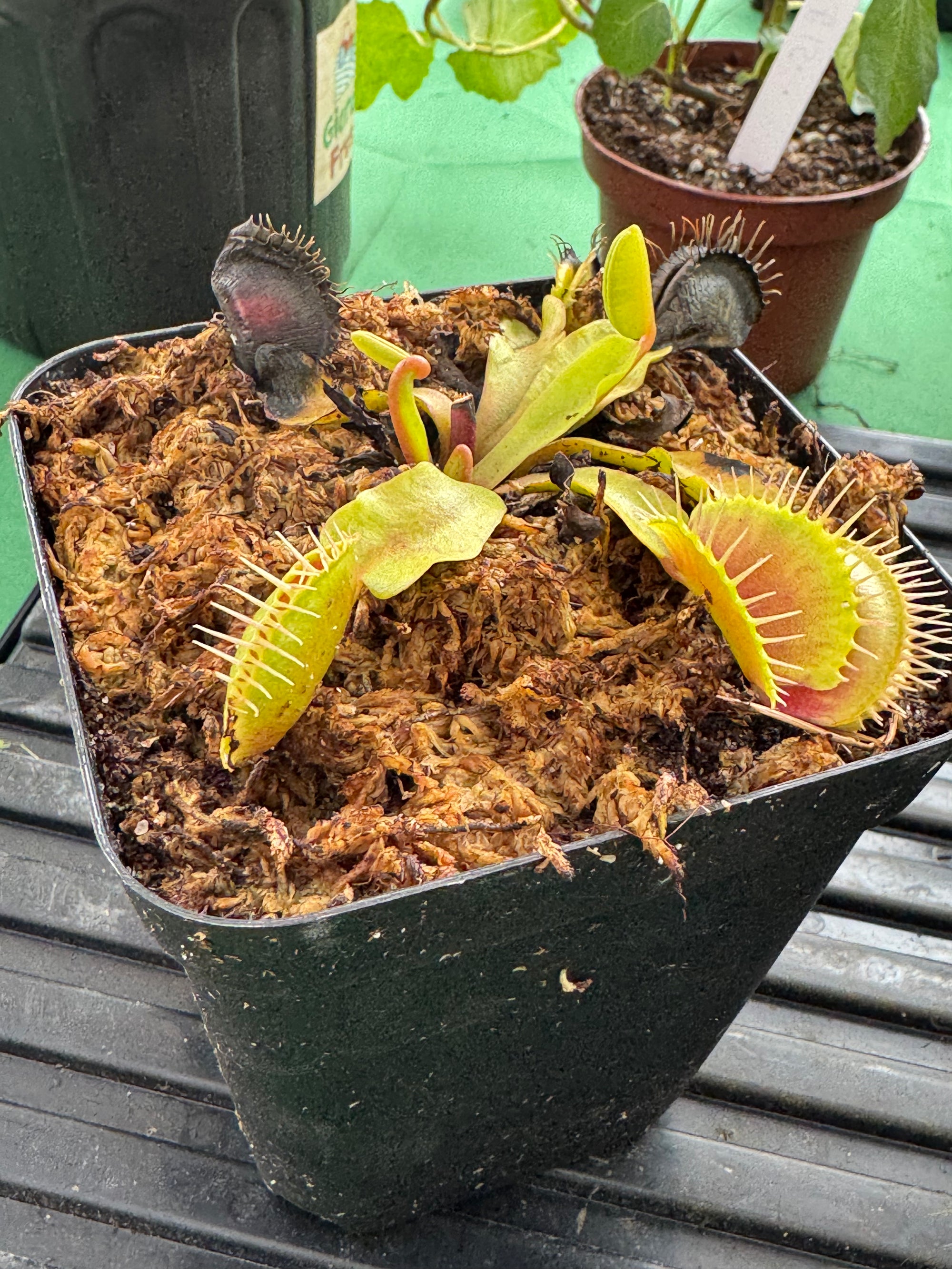 Venus Fly Traps (Big Mouth)