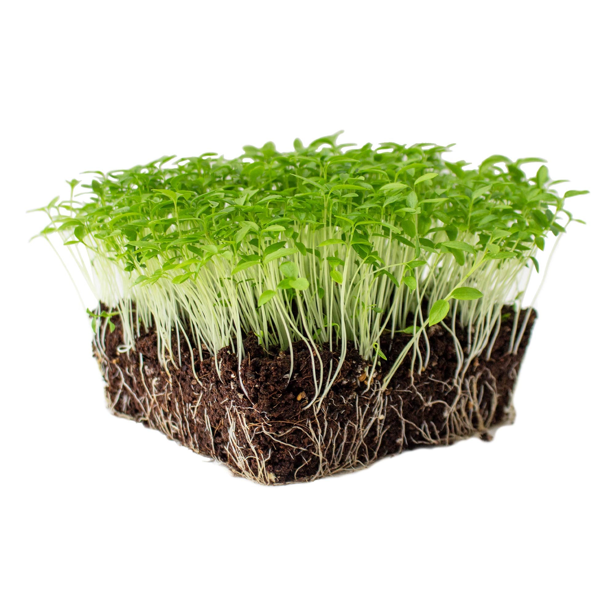Parsley Microgreens 1oz