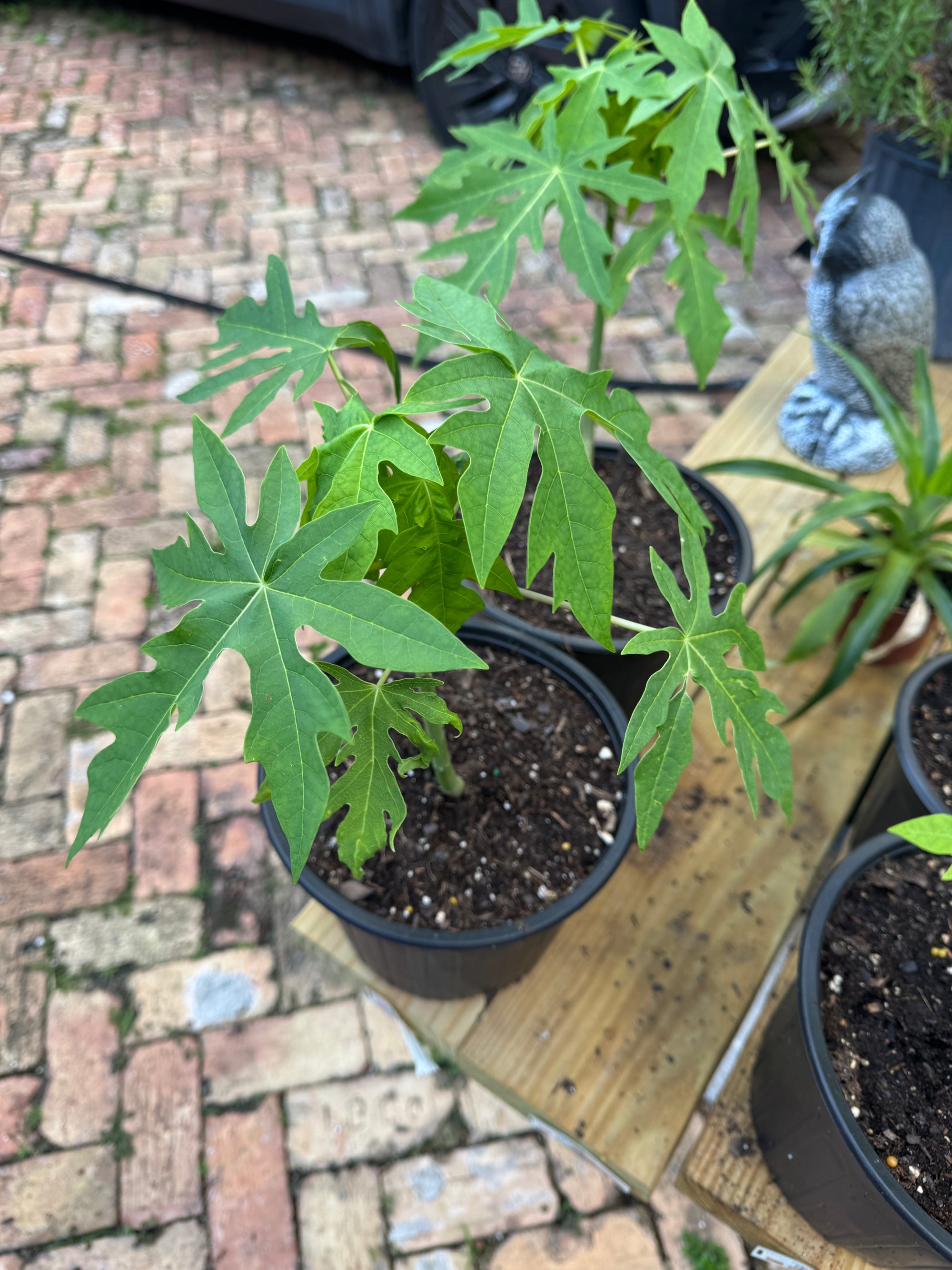 Dwarf Papaya Plants