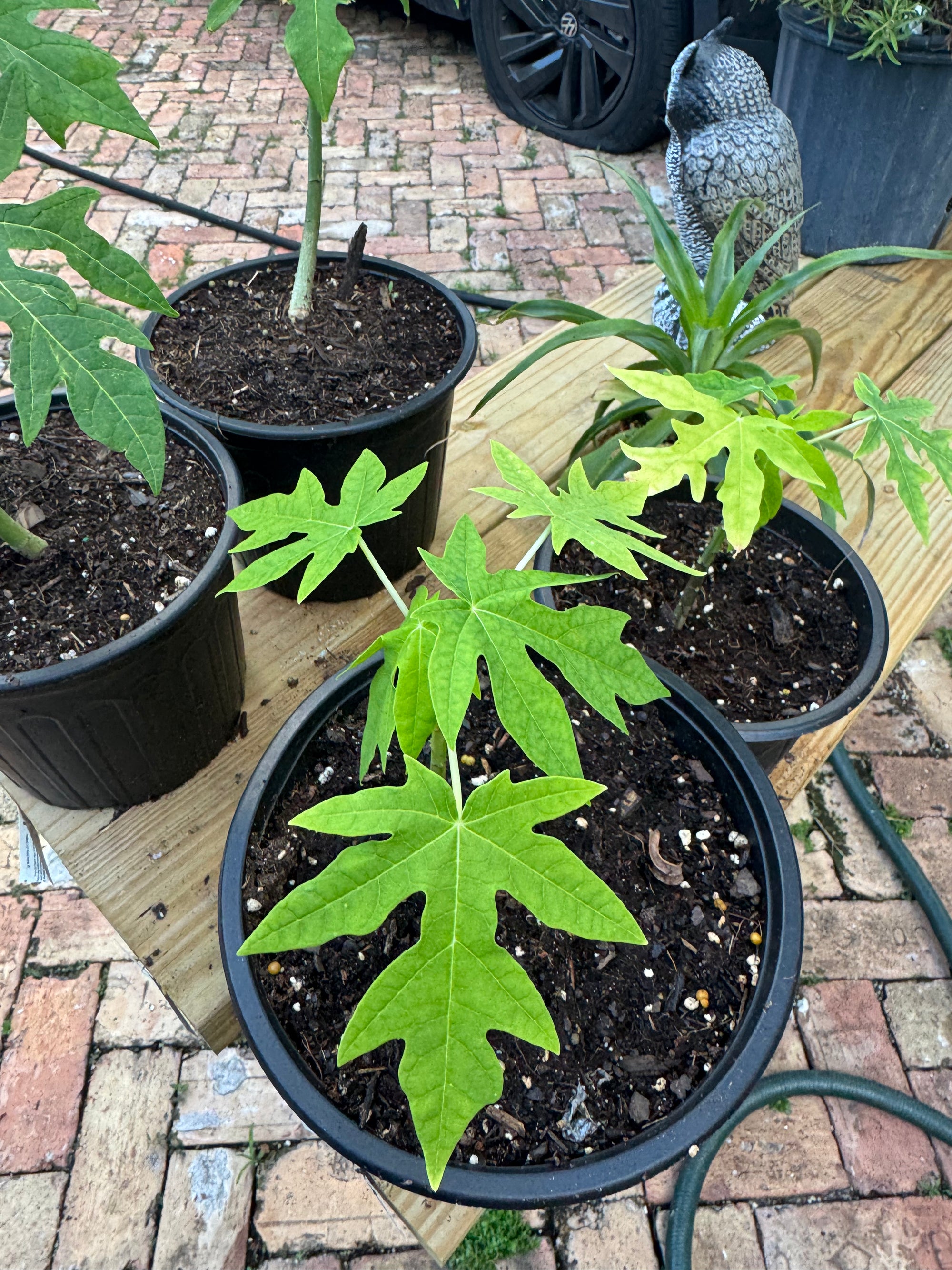Dwarf Papaya Plants