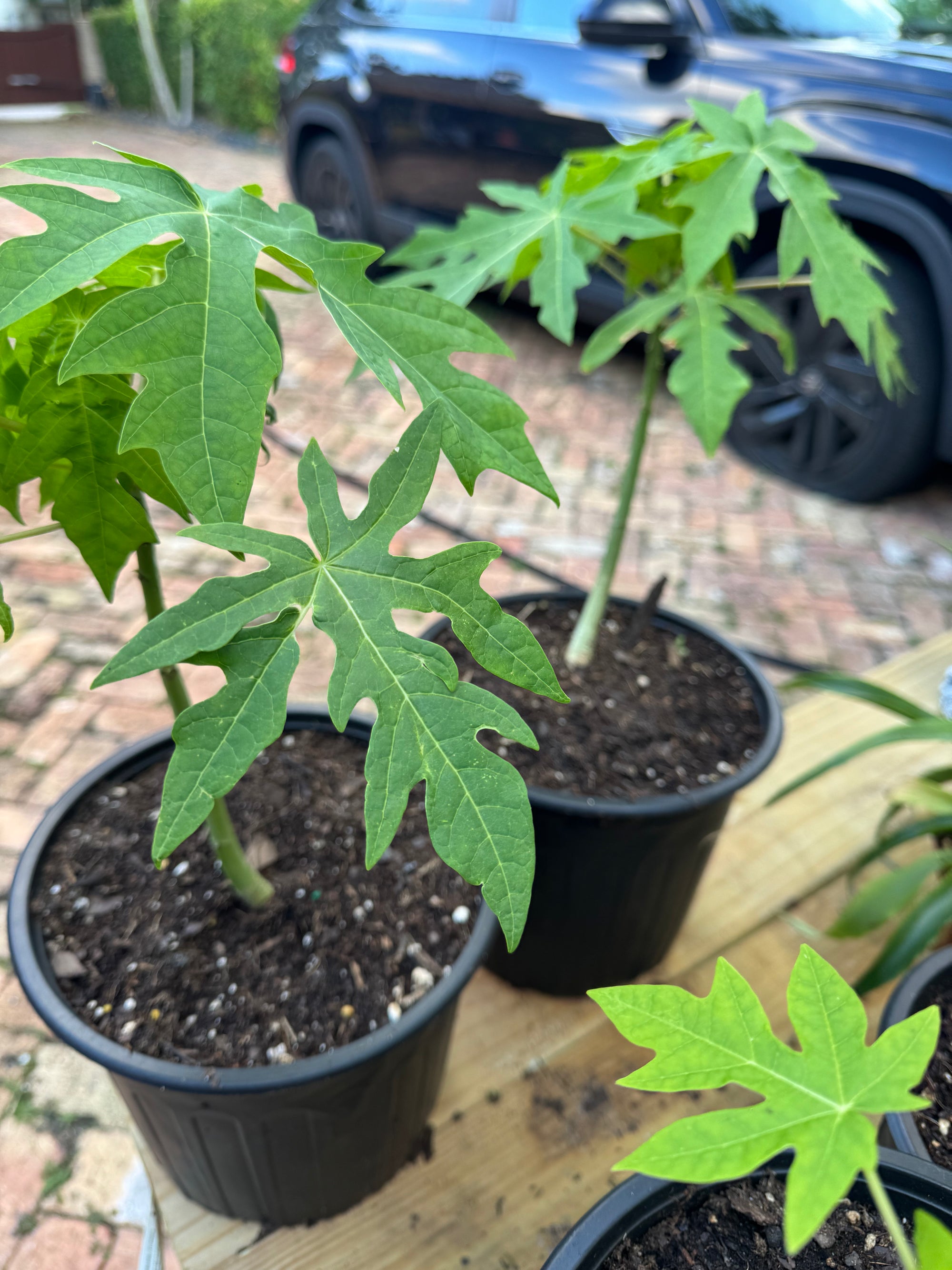 Dwarf Papaya Plants