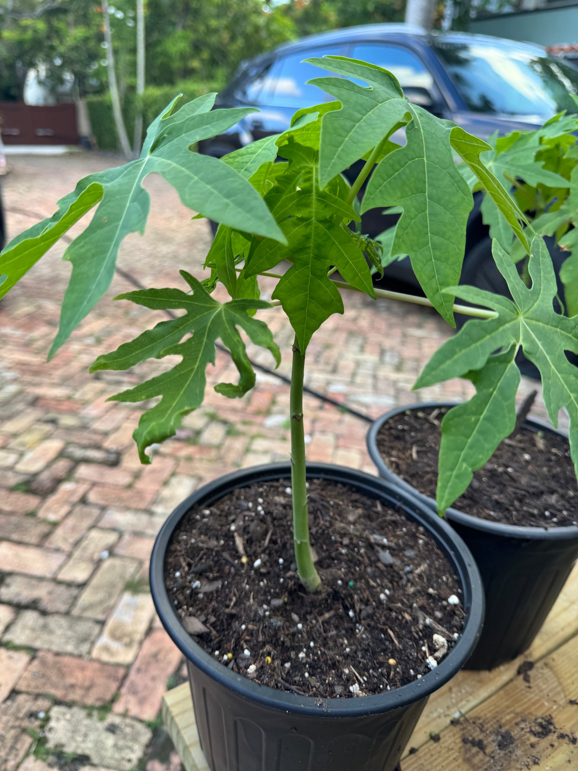 Dwarf Papaya Plants
