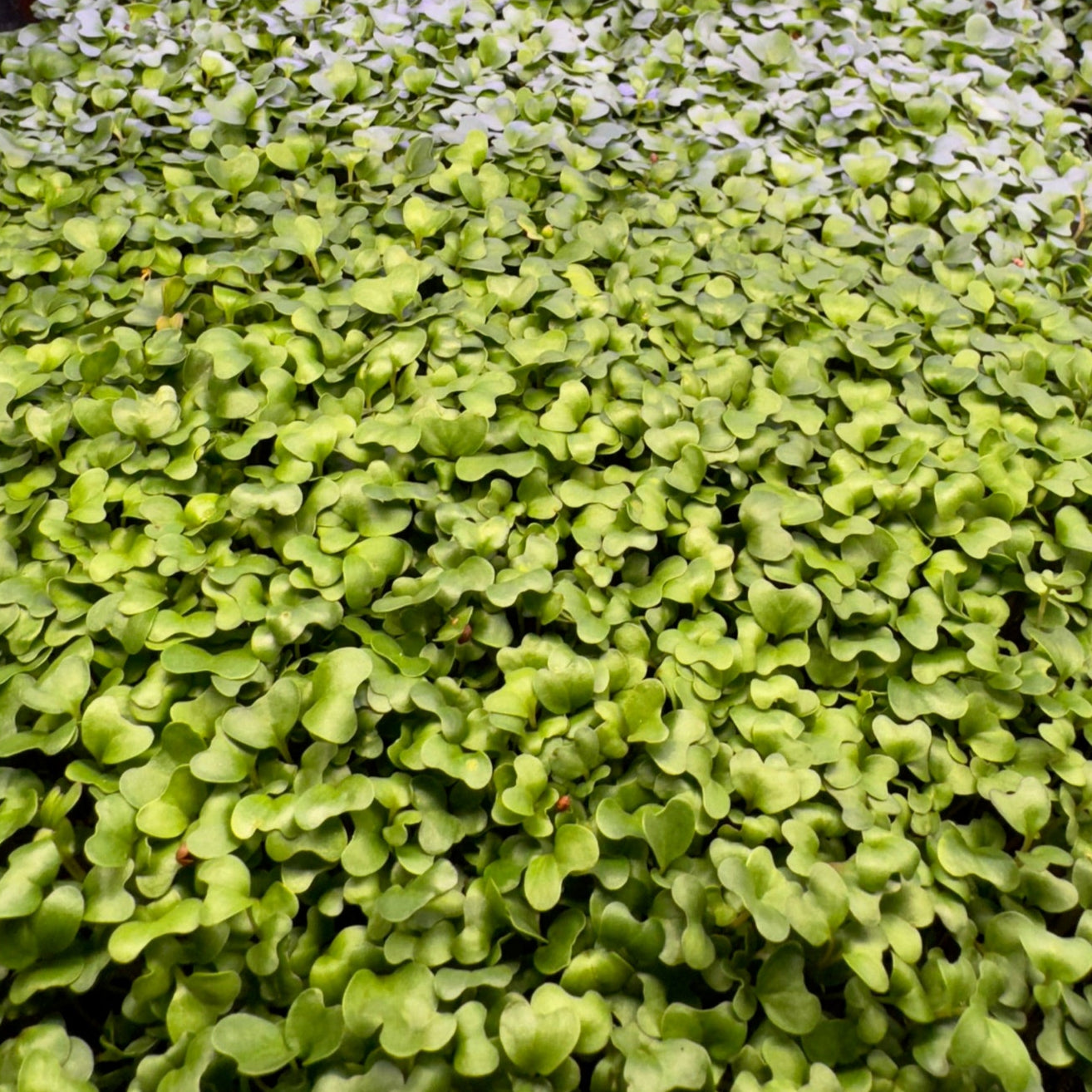 Broccoli Microgreens (2 oz.)