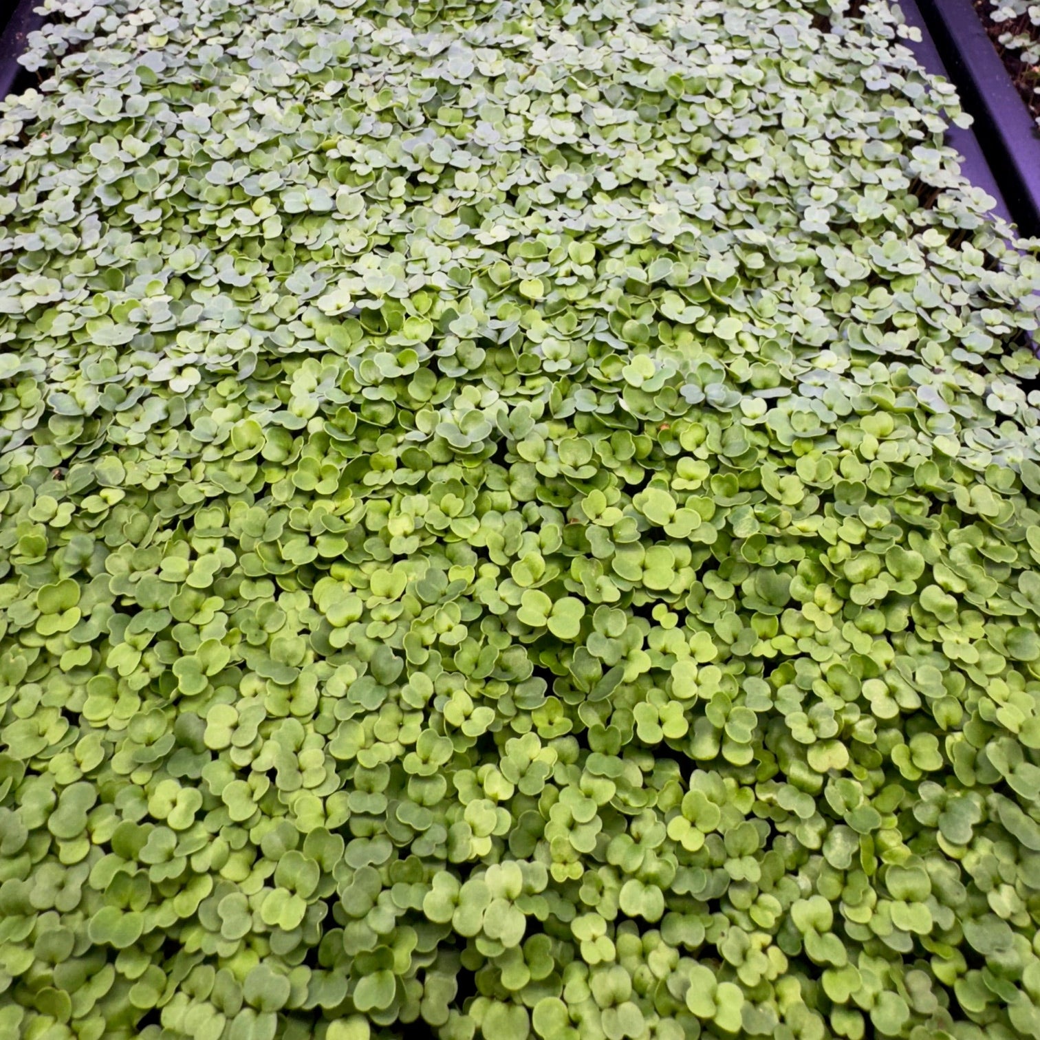 Broccoli Microgreens (2 oz.)