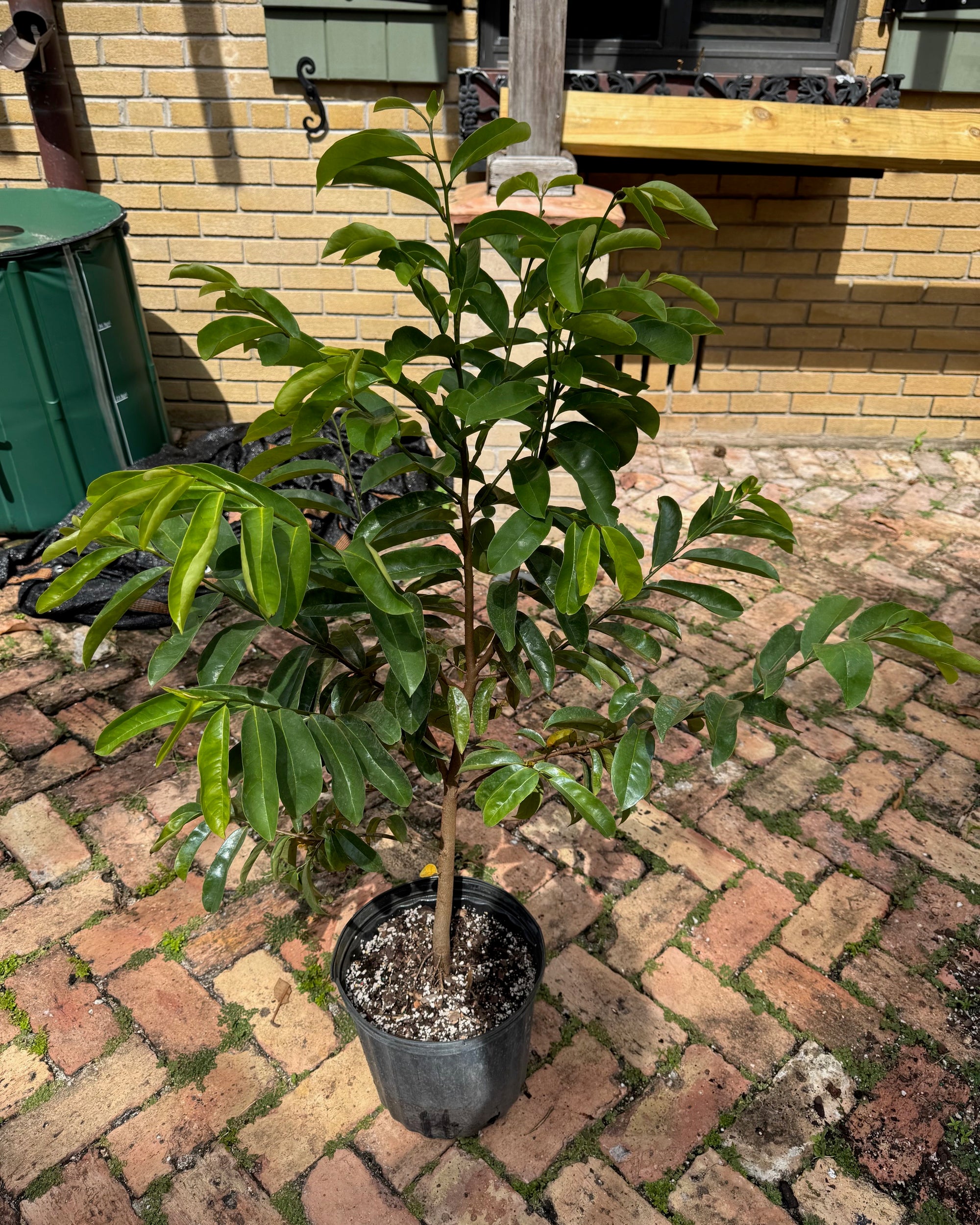 Soursop / Guanabana Tree