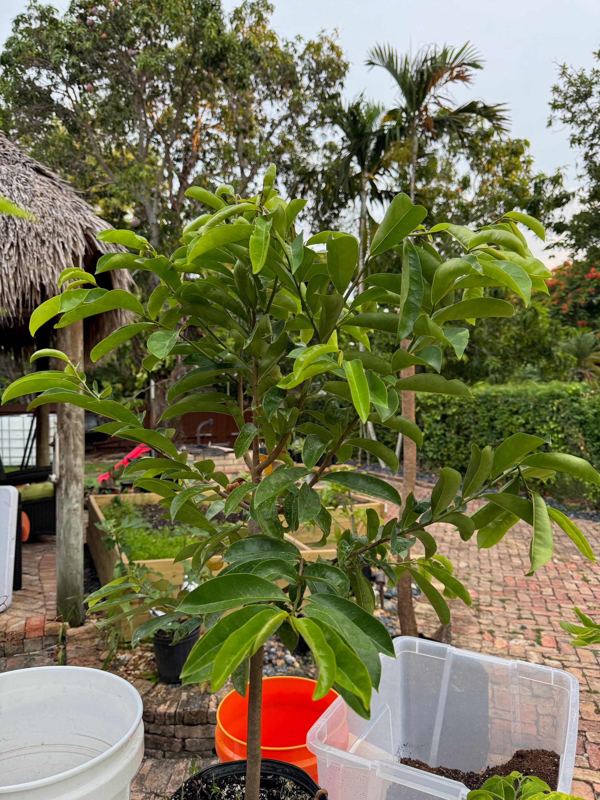Soursop / Guanabana Tree