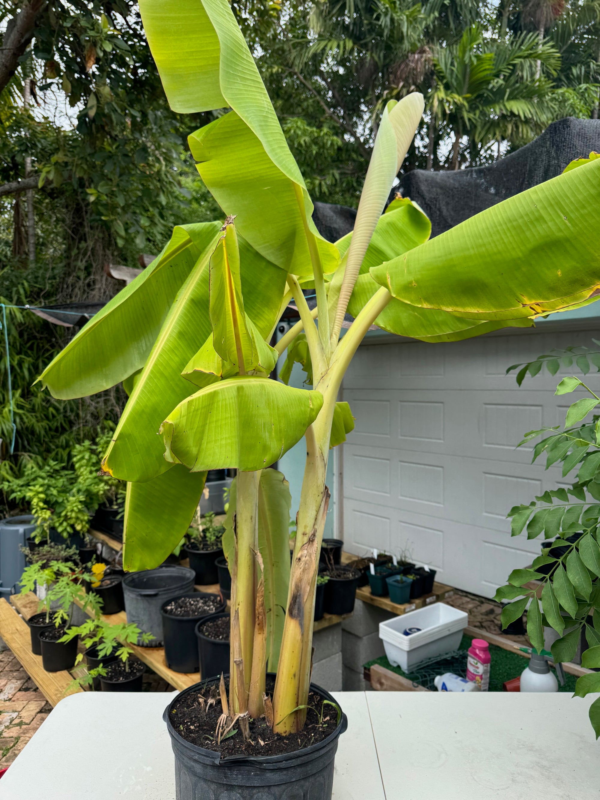 Plantain Plant (Platano Macho)