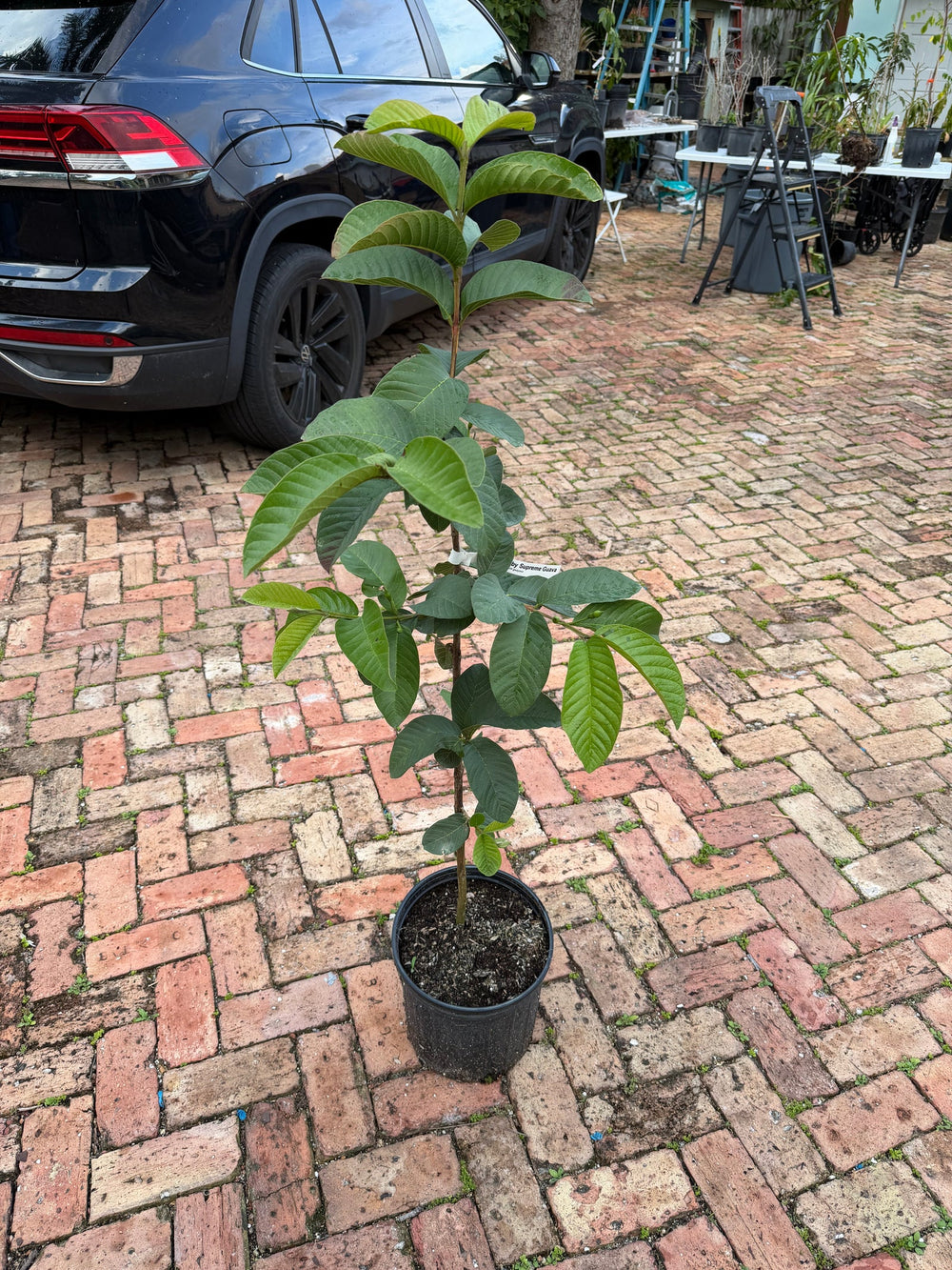 Young grafted Ruby Supreme guava tree in a pot on a brick driveway
