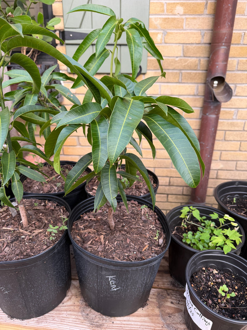 Young grafted mango trees in nursery pots against a brick wall