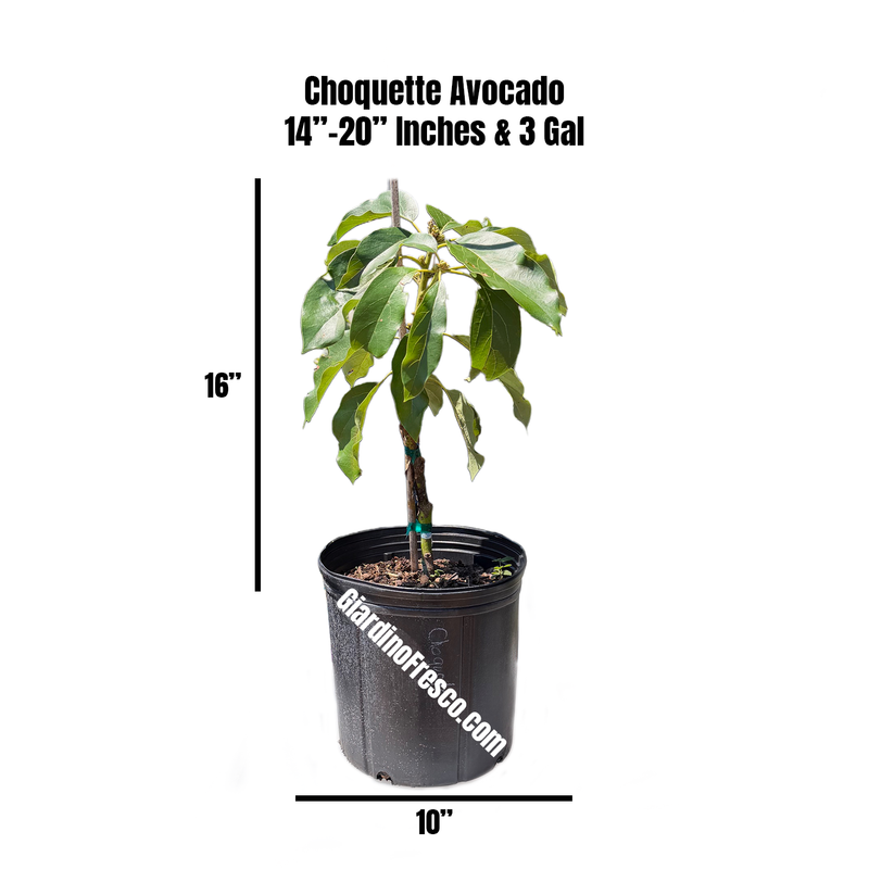 Grafted Choquette avocado tree from Giardino Fresco, Miami