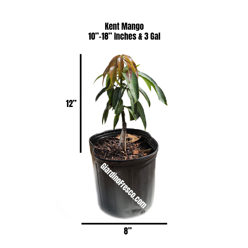 Young grafted Kent mango tree in a nursery pot at Giardino Fresco, Miami