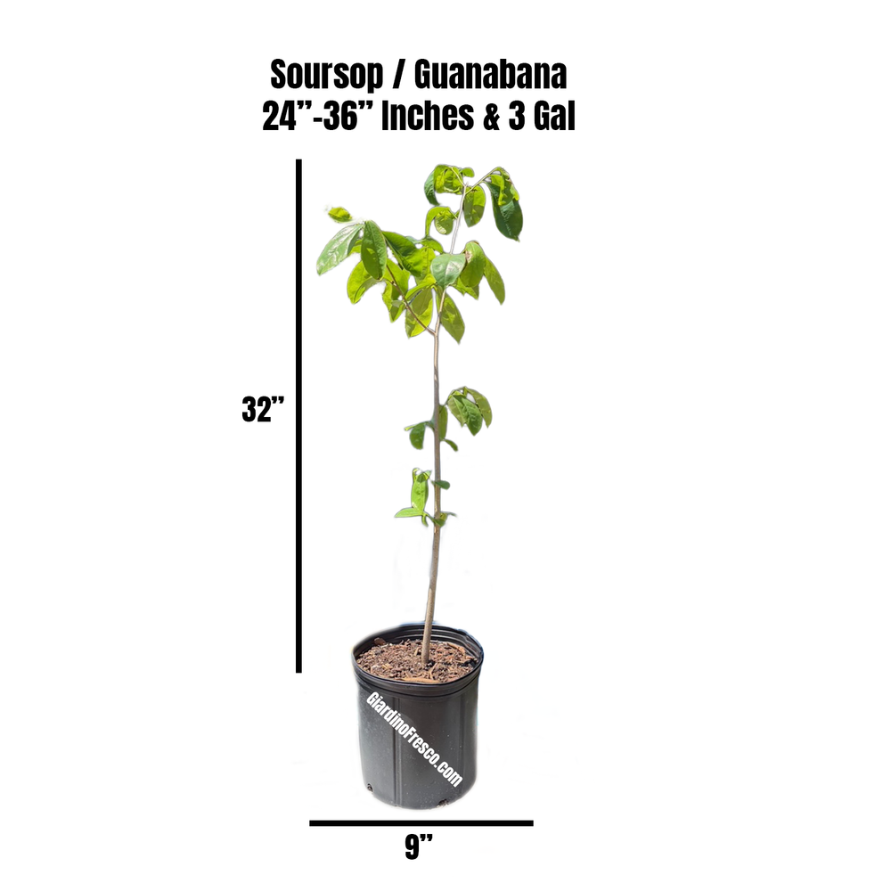 Young soursop (guanábana) tree in a nursery pot at Giardino Fresco in Miami