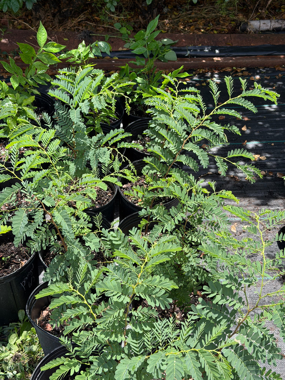 Sweet tamarind plant grown in Miami