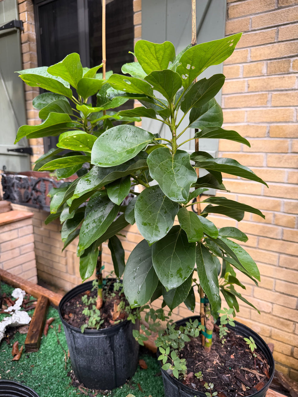 Young grafted Catalina avocado tree in a nursery pot at Giardino Fresco