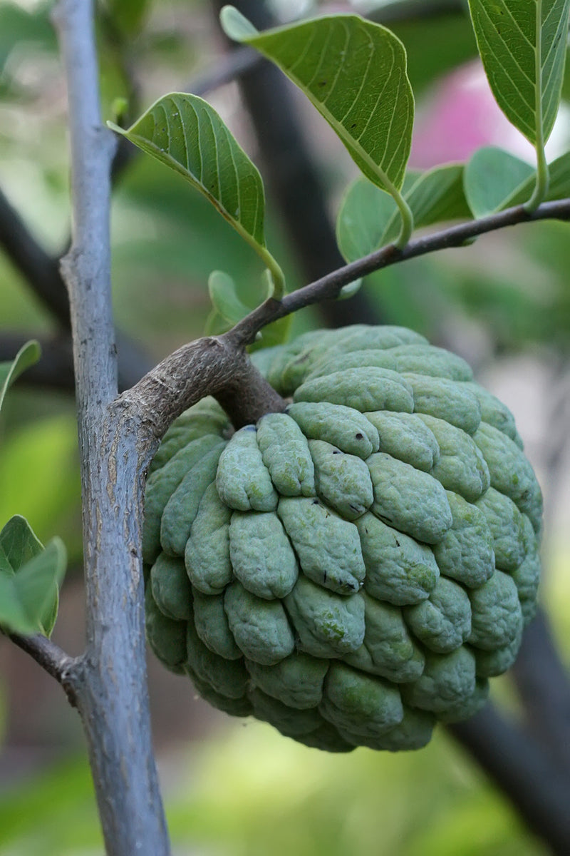 Ripe sugar apple (anón) fruit from a Miami-grown sugar apple tree