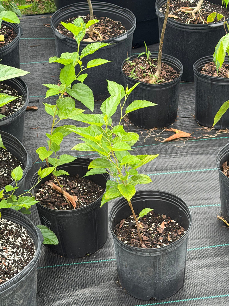 Everbearing mulberry plants growing in black nursery pots at Giardino Fresco in Miami