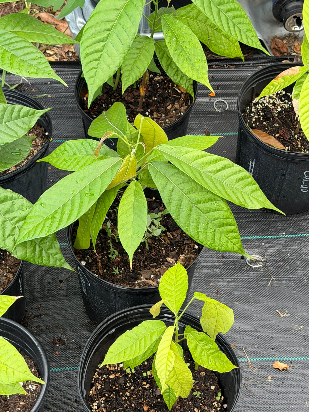 Young Trinitario cacao plants in nursery pots at Giardino Fresco